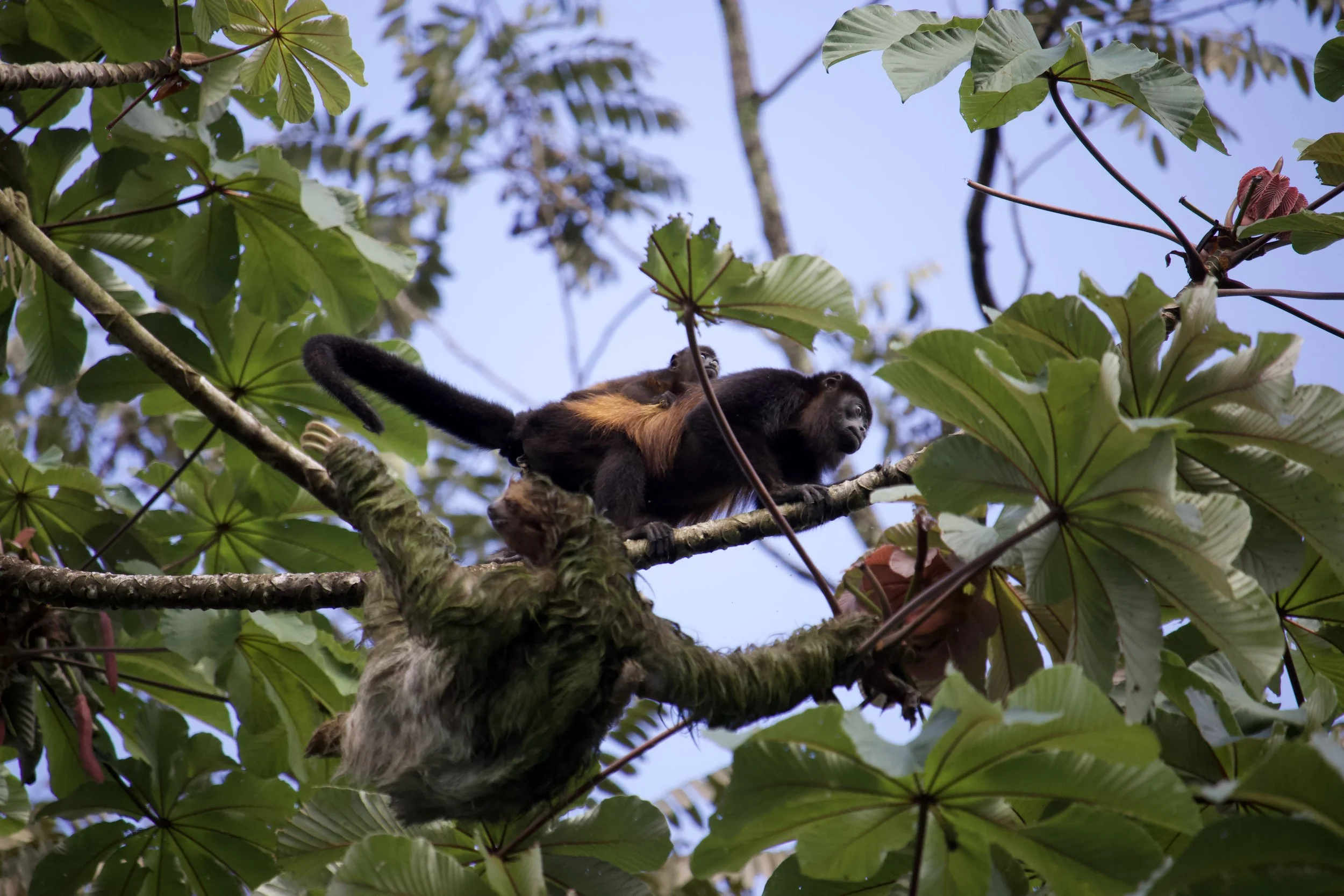 Black-and-gold monkeys with a baby perched on a tree branch in a tropical rainforest
