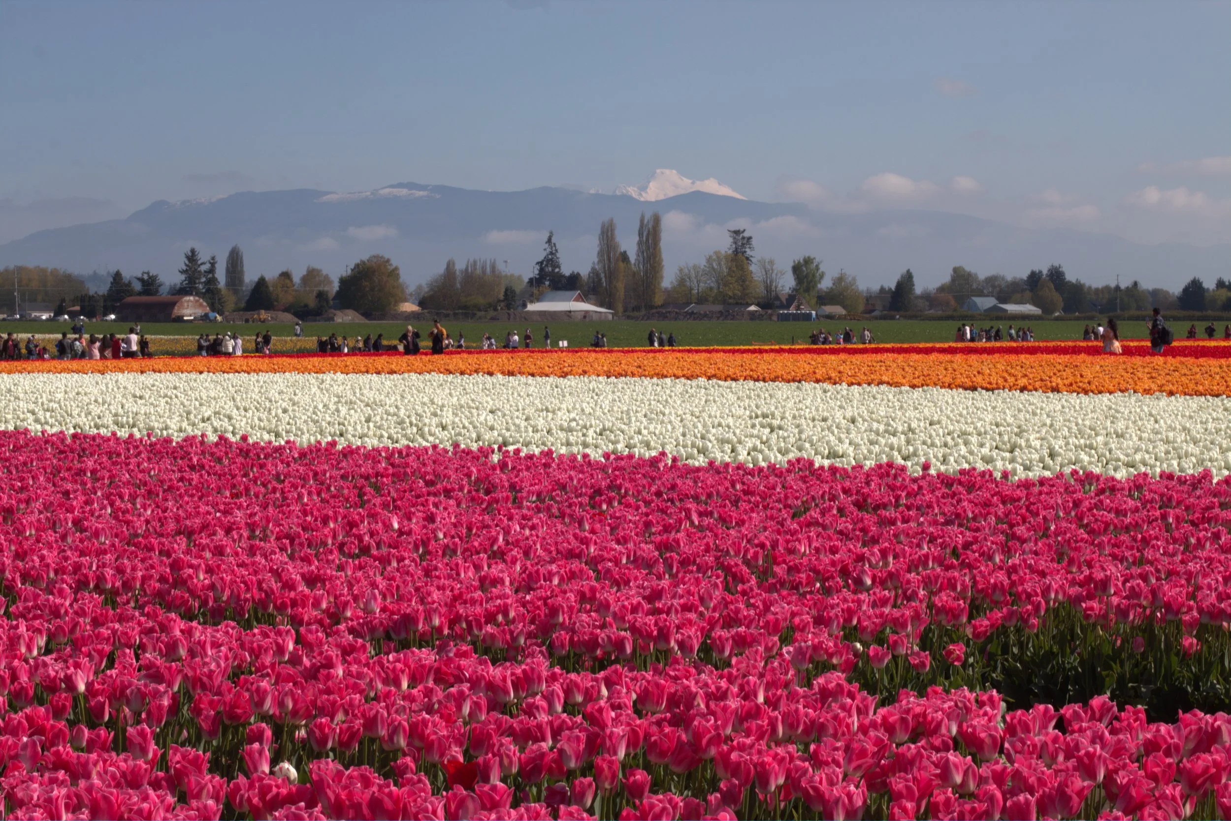 Colorful tulip fields with visitors, rural homes, and snow-capped mountains in the background