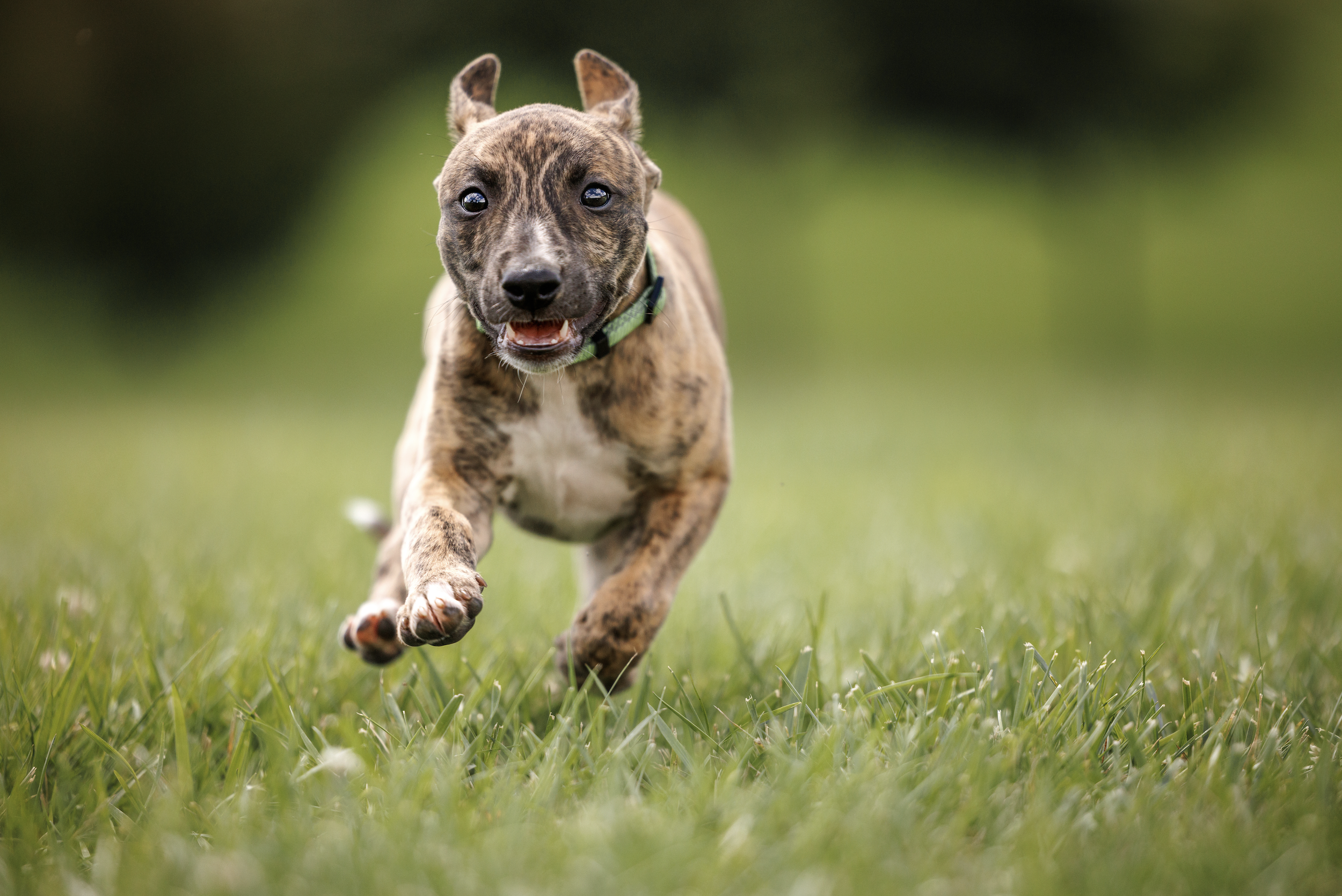 Puppy Training