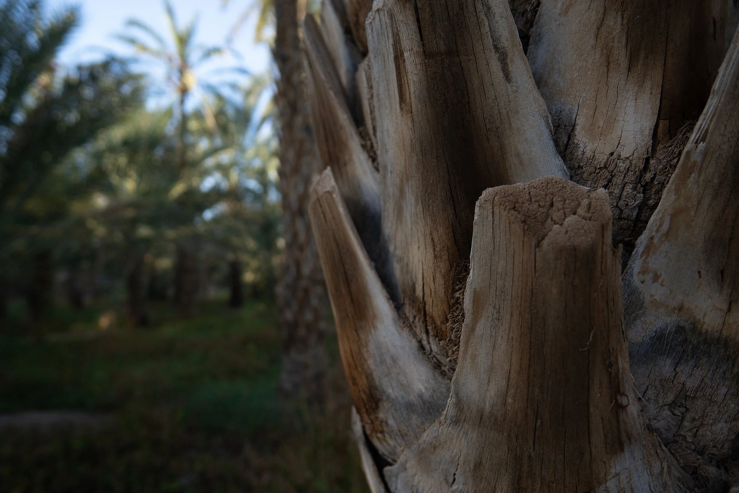 DSC03558-2-2.jpg