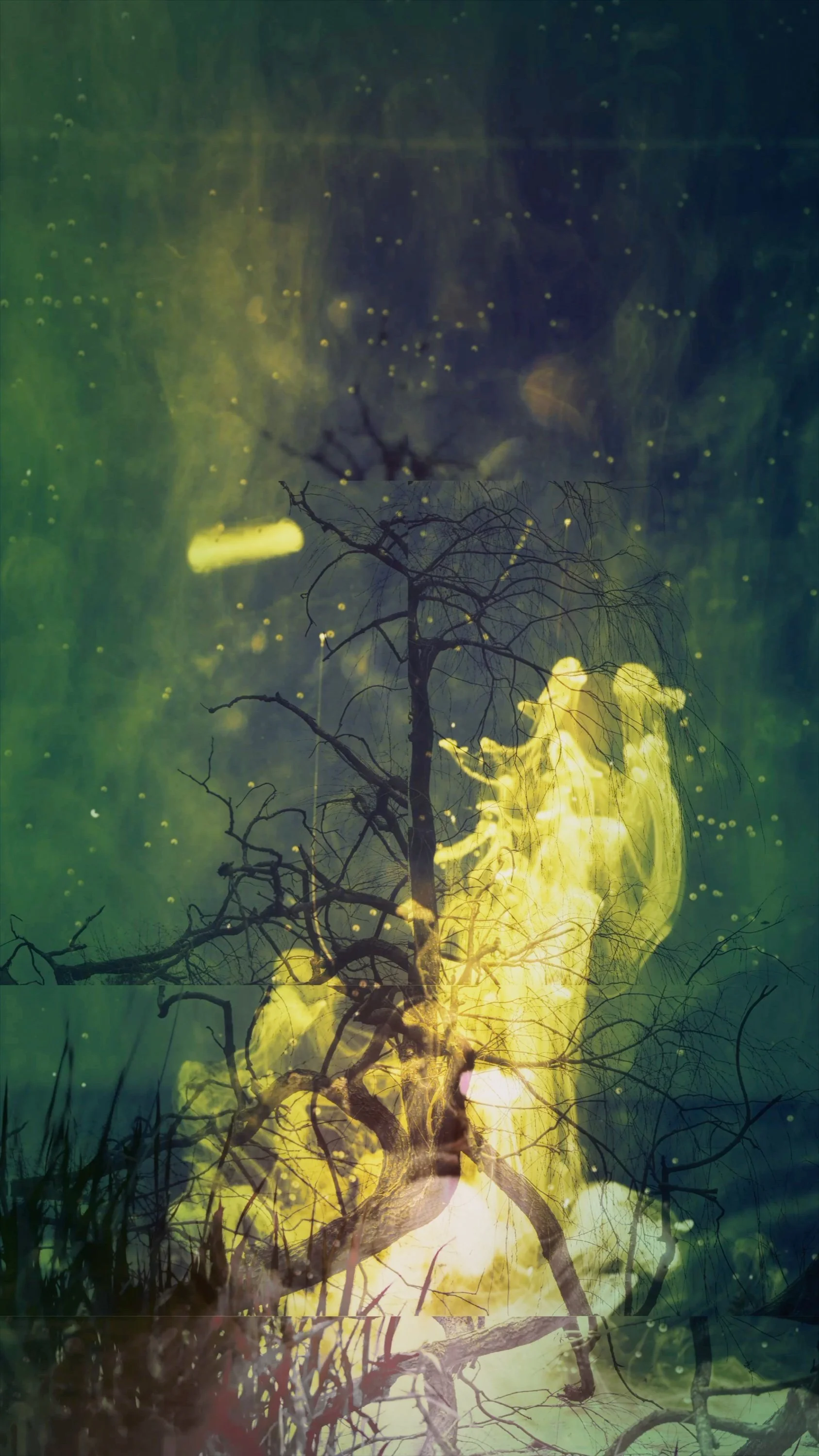 01b-tree projection.jpg