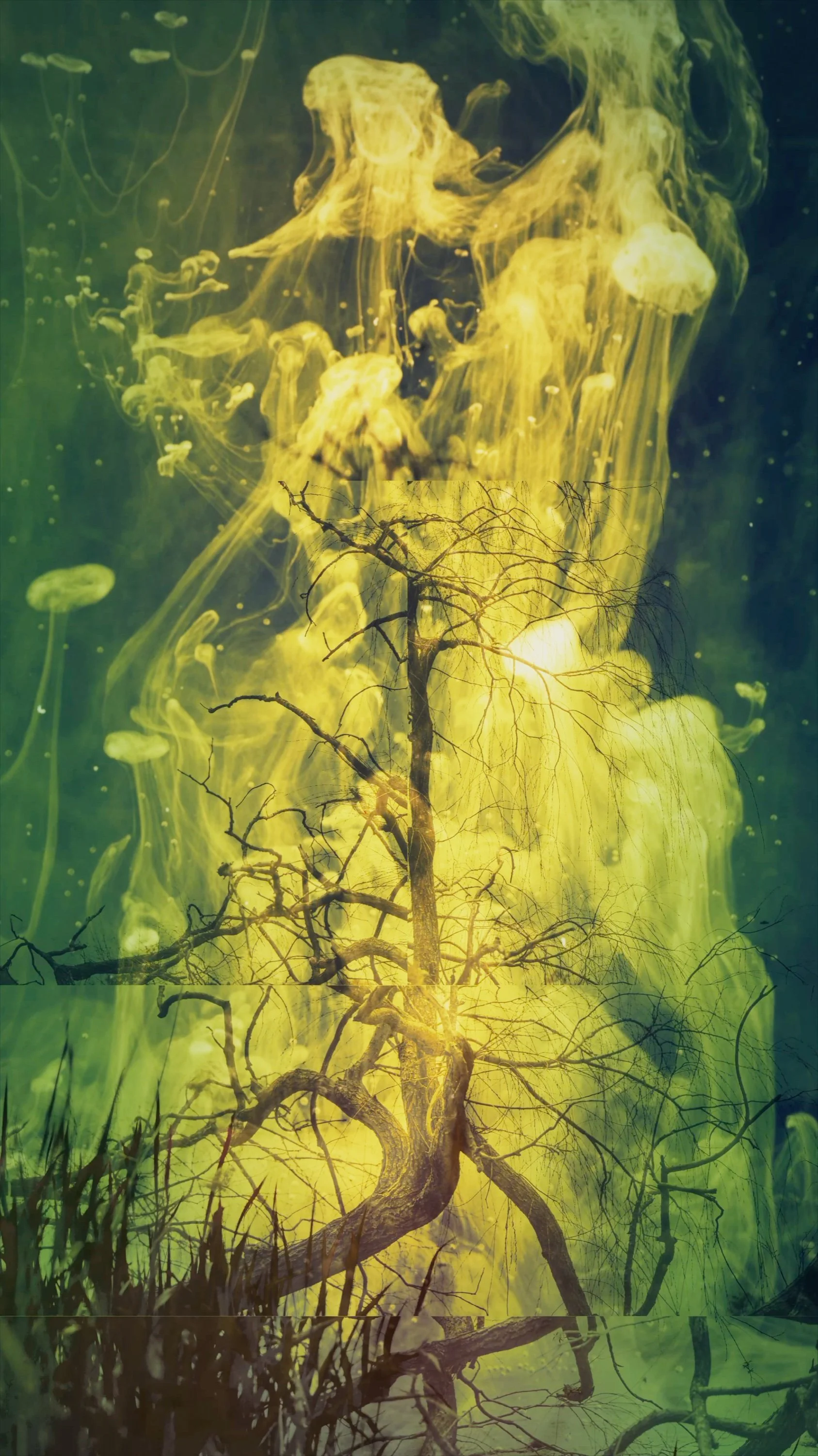 01c-tree projection.jpg