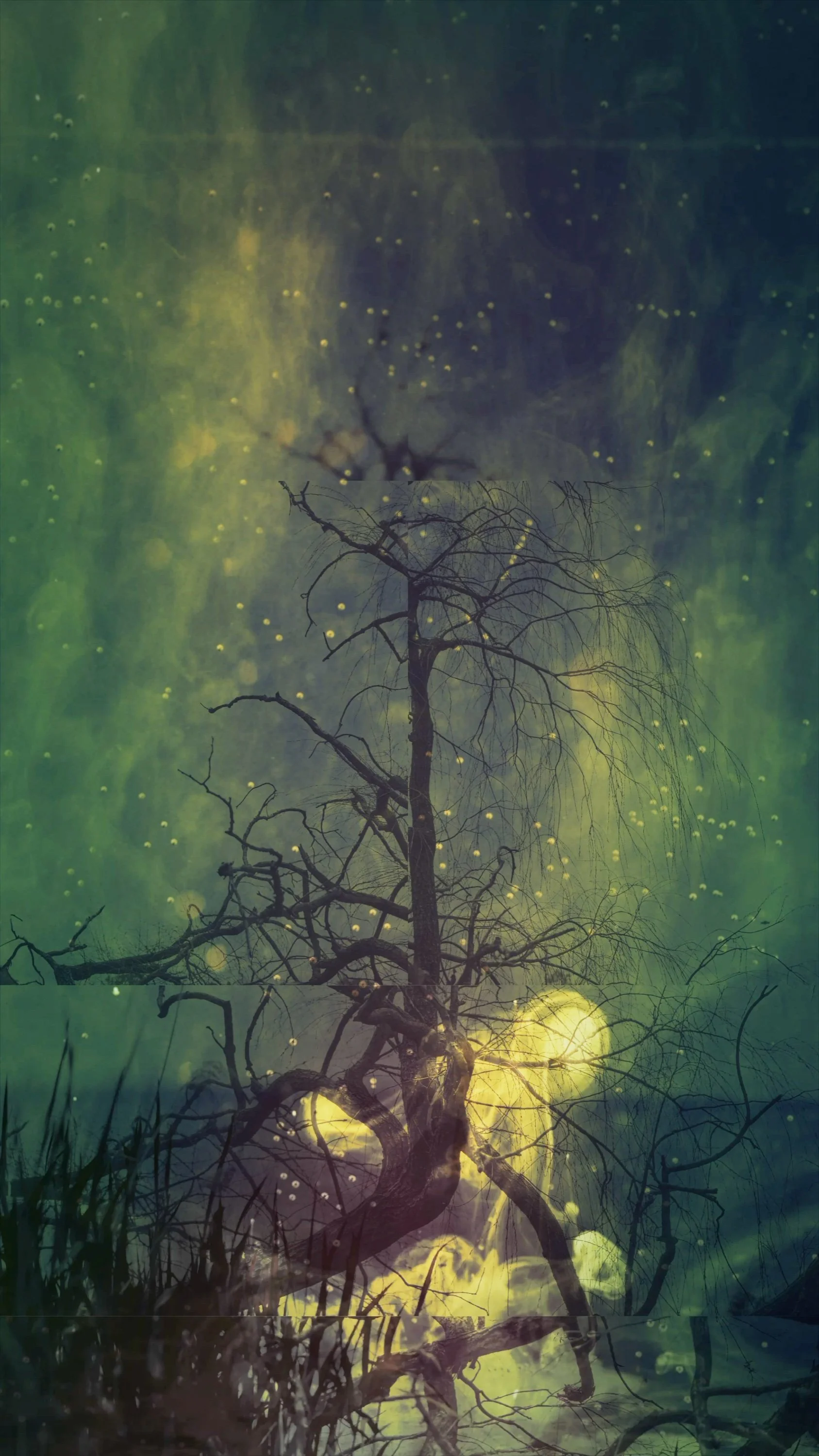 01-tree-projection.jpg