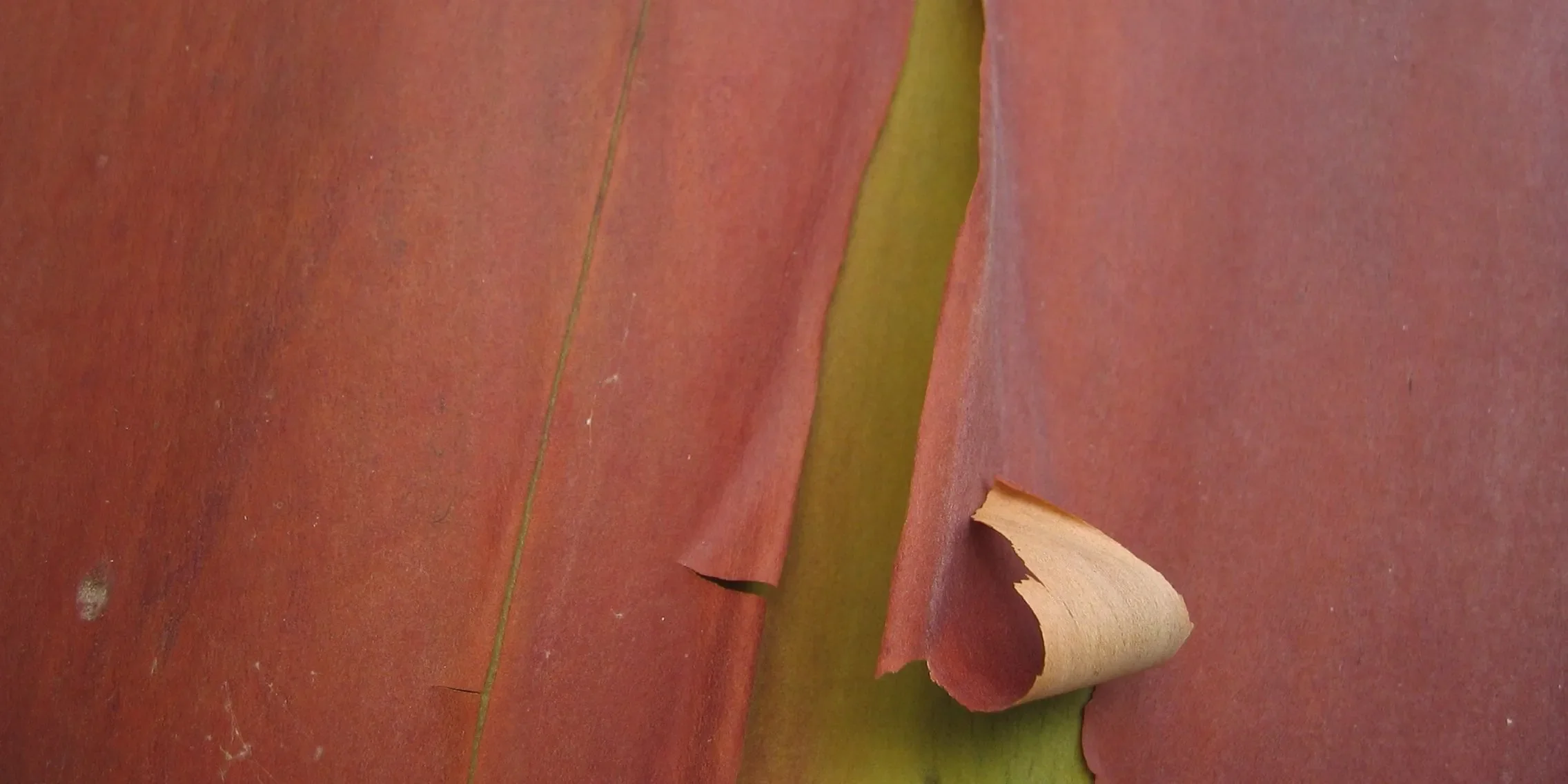 Madrona tree bark peeling to show the new green bark underneath