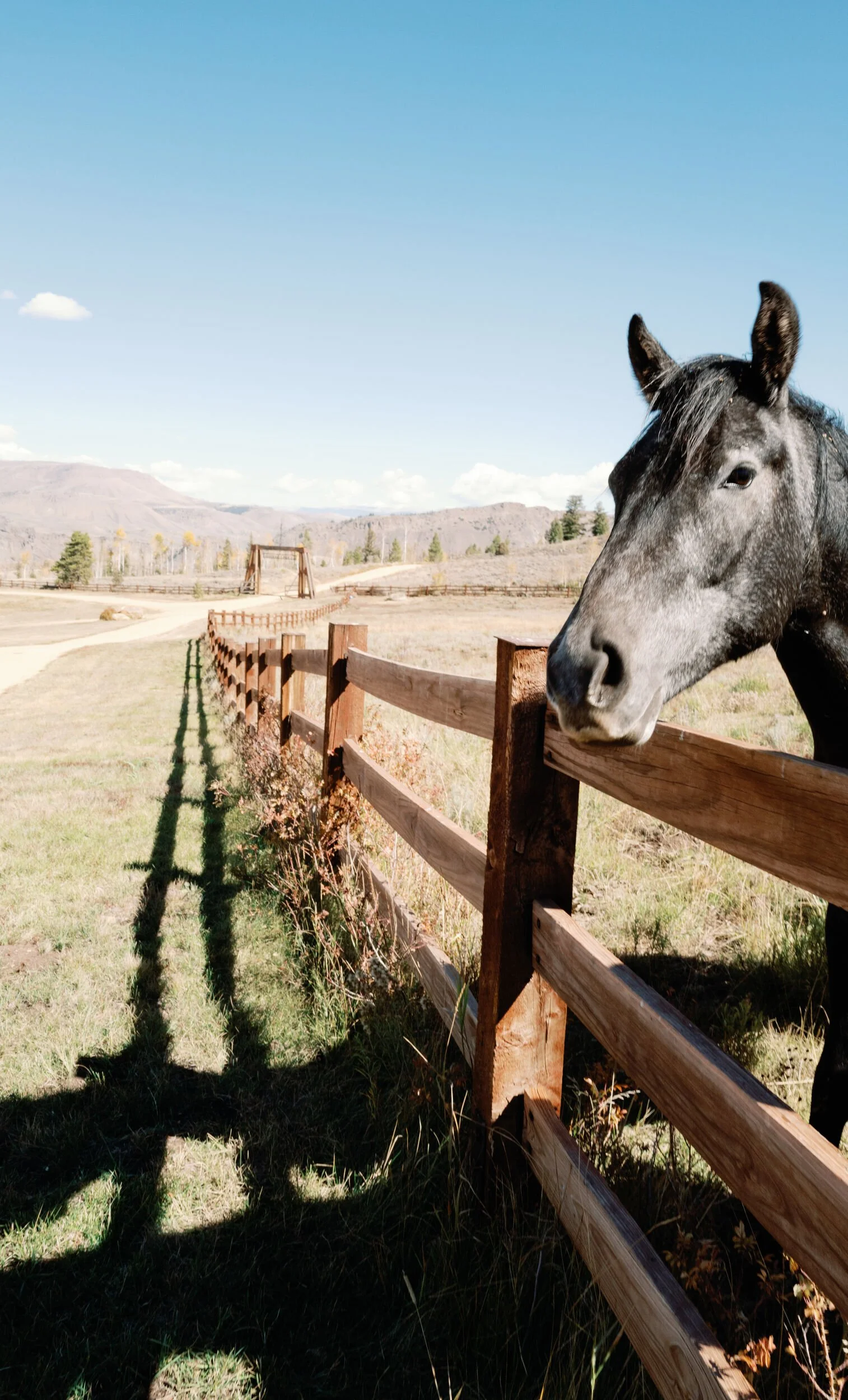 Gray horse looking over a wooden fence on a sunny ranch in Hot Sulphur Springs, Colorado