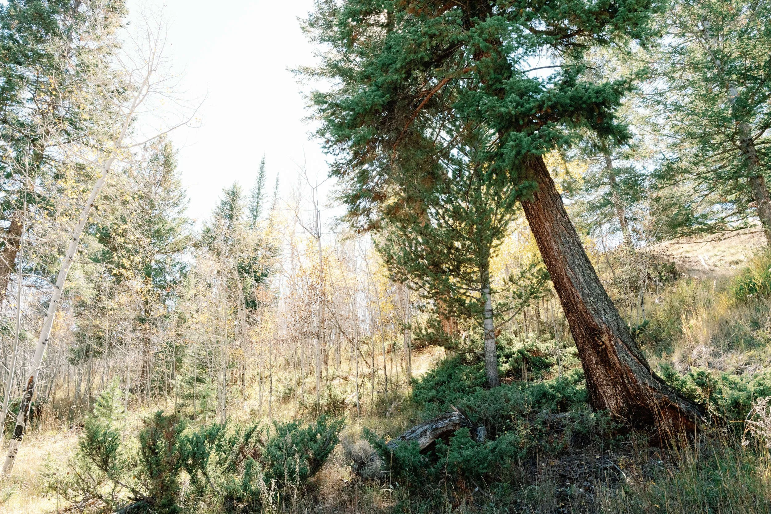 Lone pine tree and shrubs in a sunlit meadow under a blue sky in Hot Sulphur Springs, Colorado