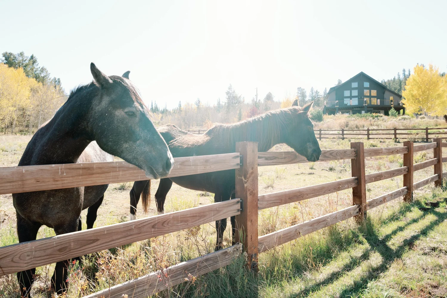 Two horses at a split-rail fence in autumn pasture with a dark-roofed house beyond in Hot Sulphur Springs, Colorado