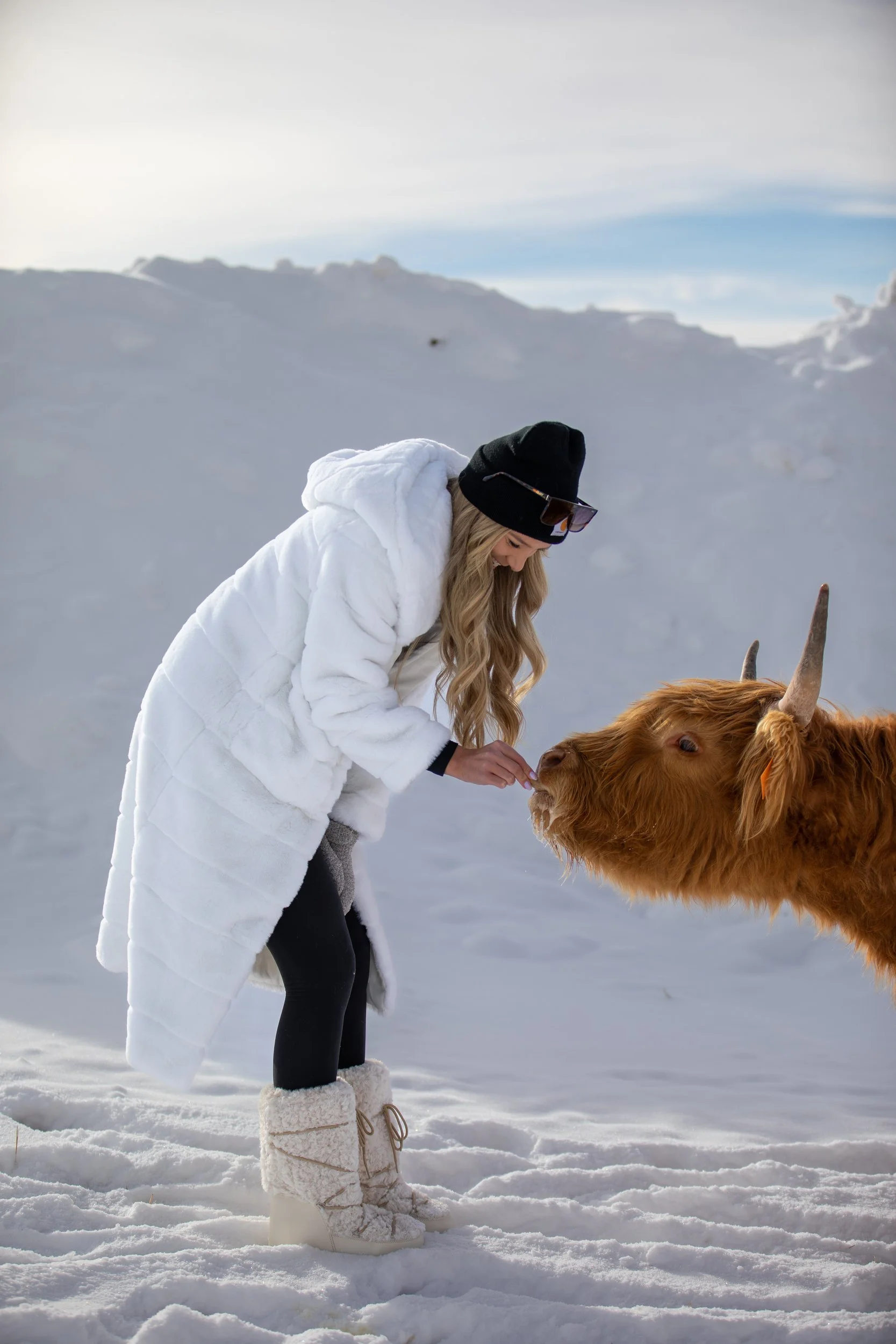 Woman in a white coat leaning in to feed a Highland cow in snow in Hot Sulphur Springs, Colorado