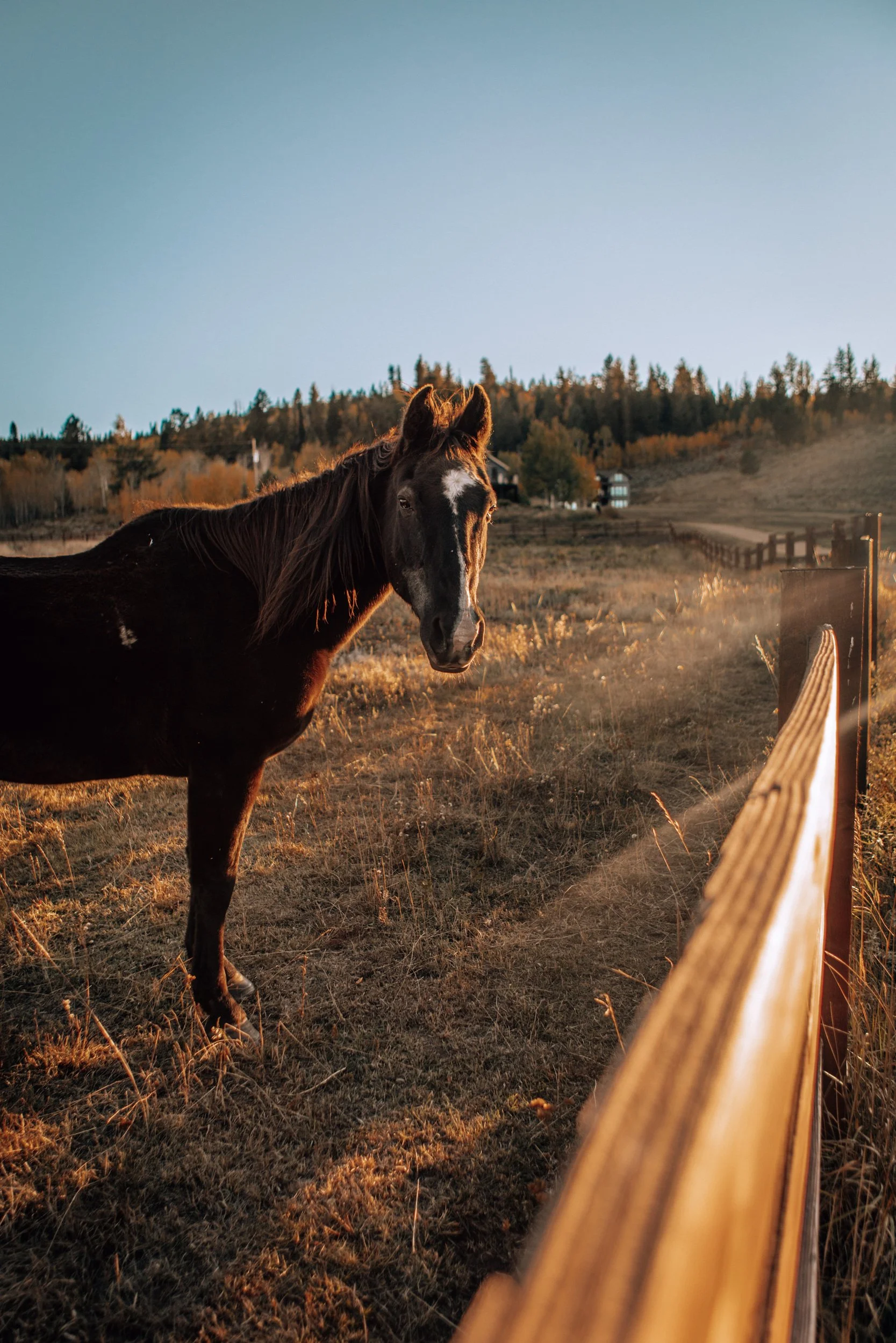 Bay horse beside a wooden rail fence in golden grass in Hot Sulphur Springs, Colorado