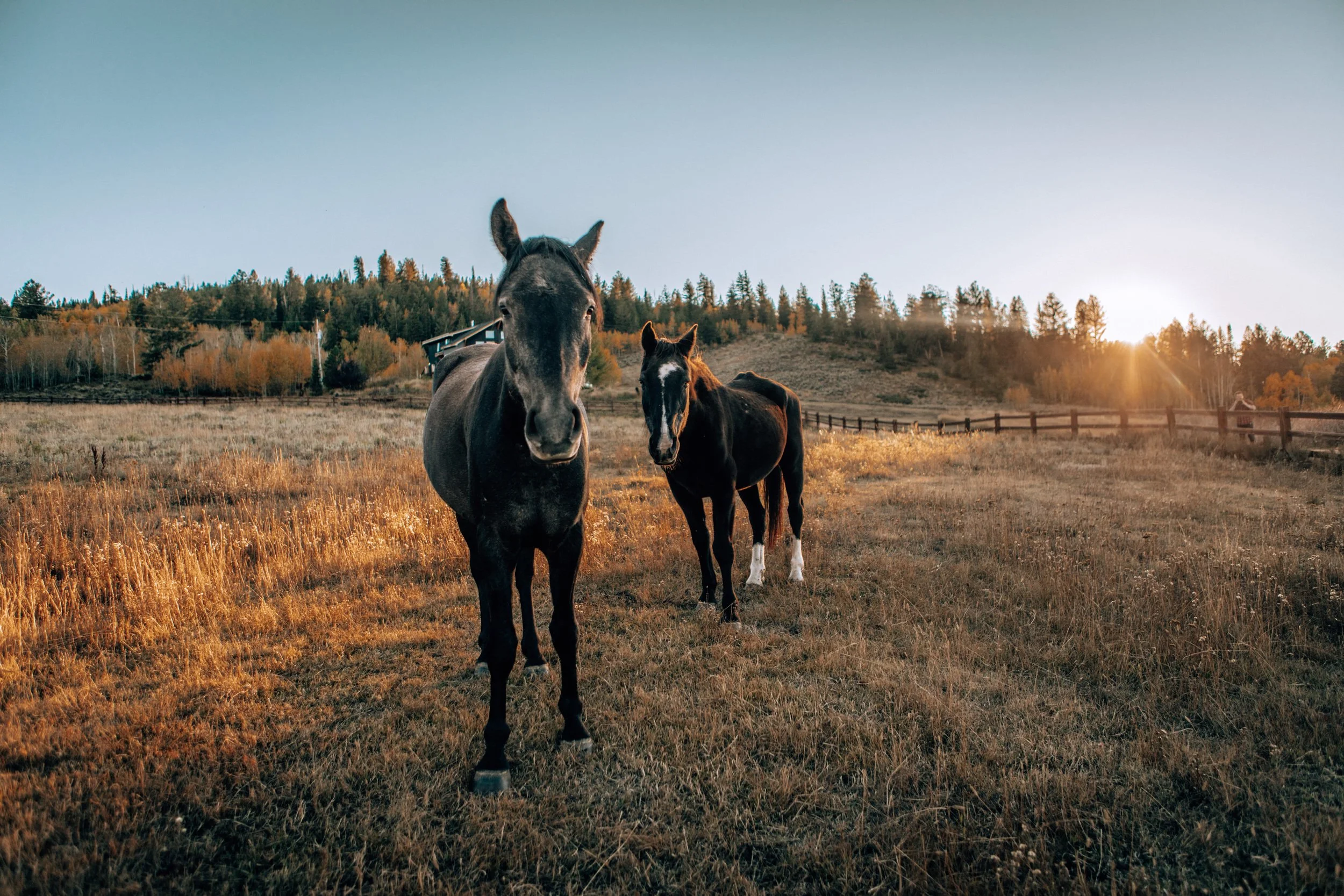 A pair of horses standing in a sunlit field at golden hour at Tundra Springs, Colorado mountain wedding venue