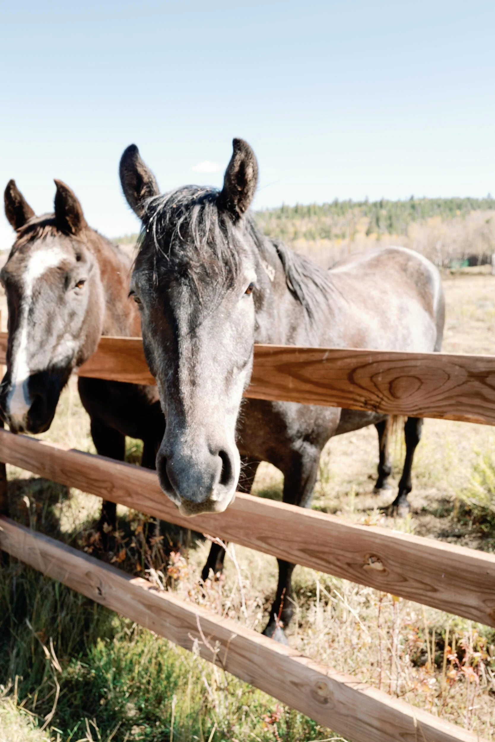 Gray and bay horses leaning over a wooden fence in a pasture in Hot Sulphur Springs, Colorado