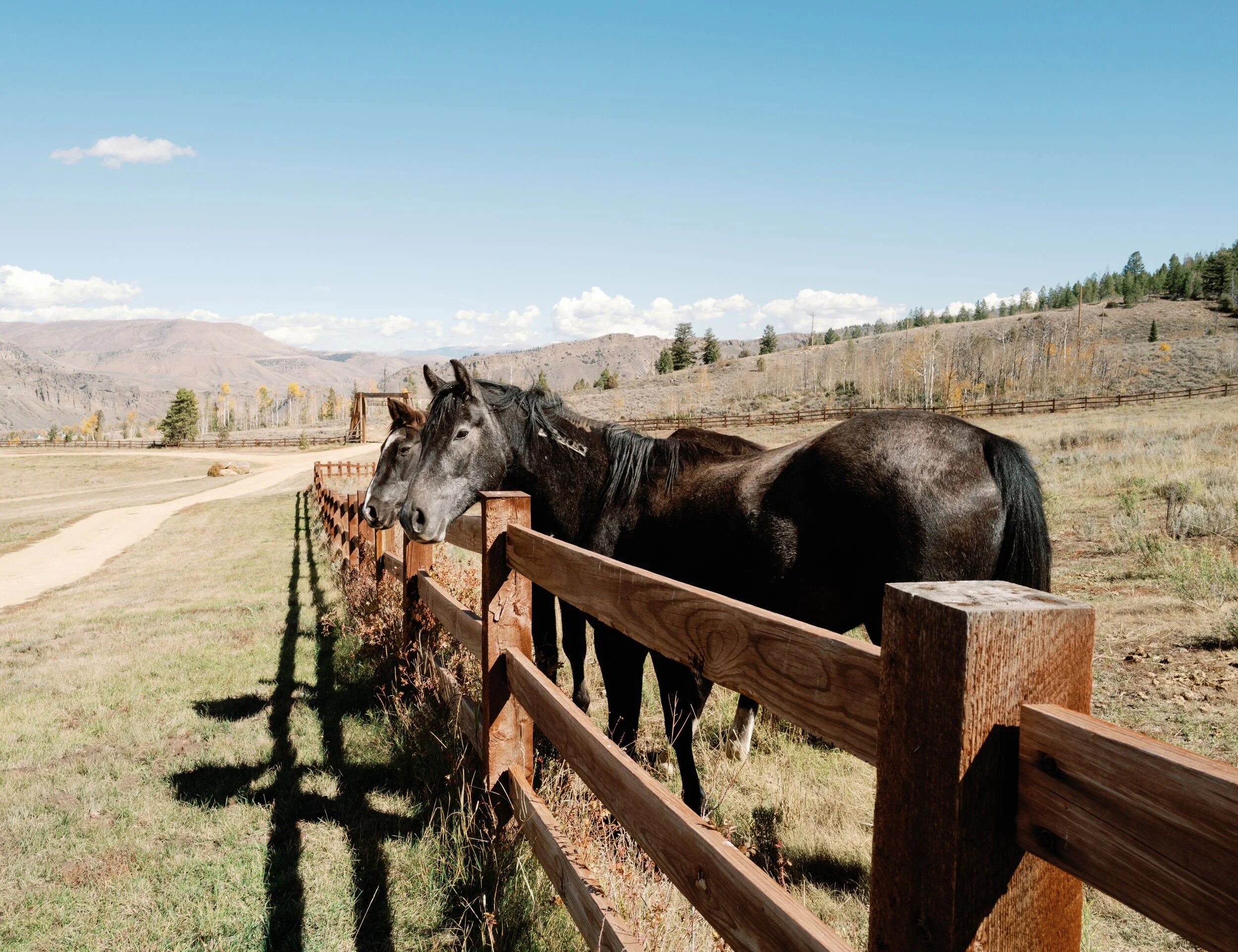 Horses lined up along a wooden fence beside a dirt lane and autumn trees at Tundra Springs, Colorado mountain wedding venue