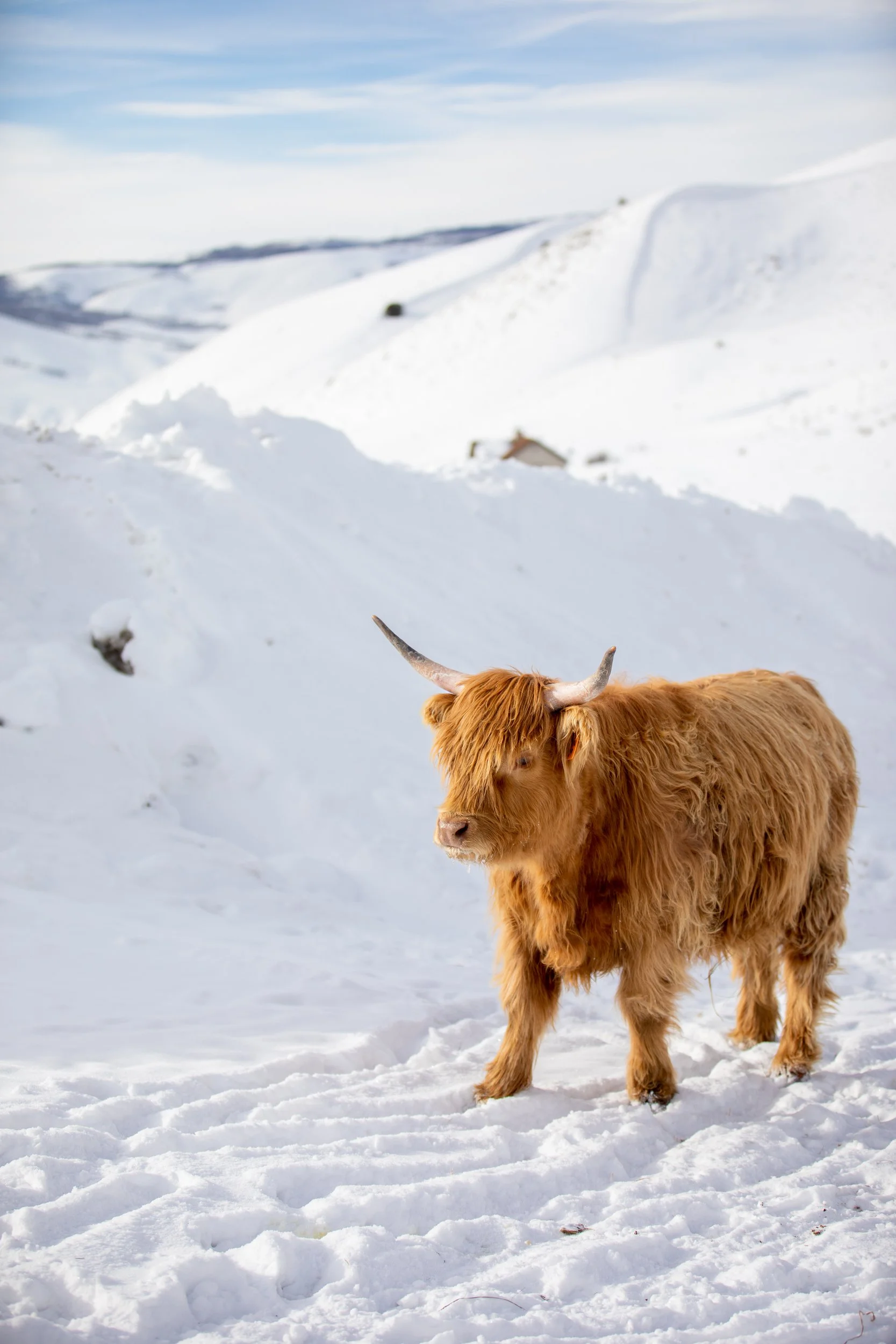 Highland cow standing on a snowy hillside at Tundra Springs, Colorado mountain wedding venue