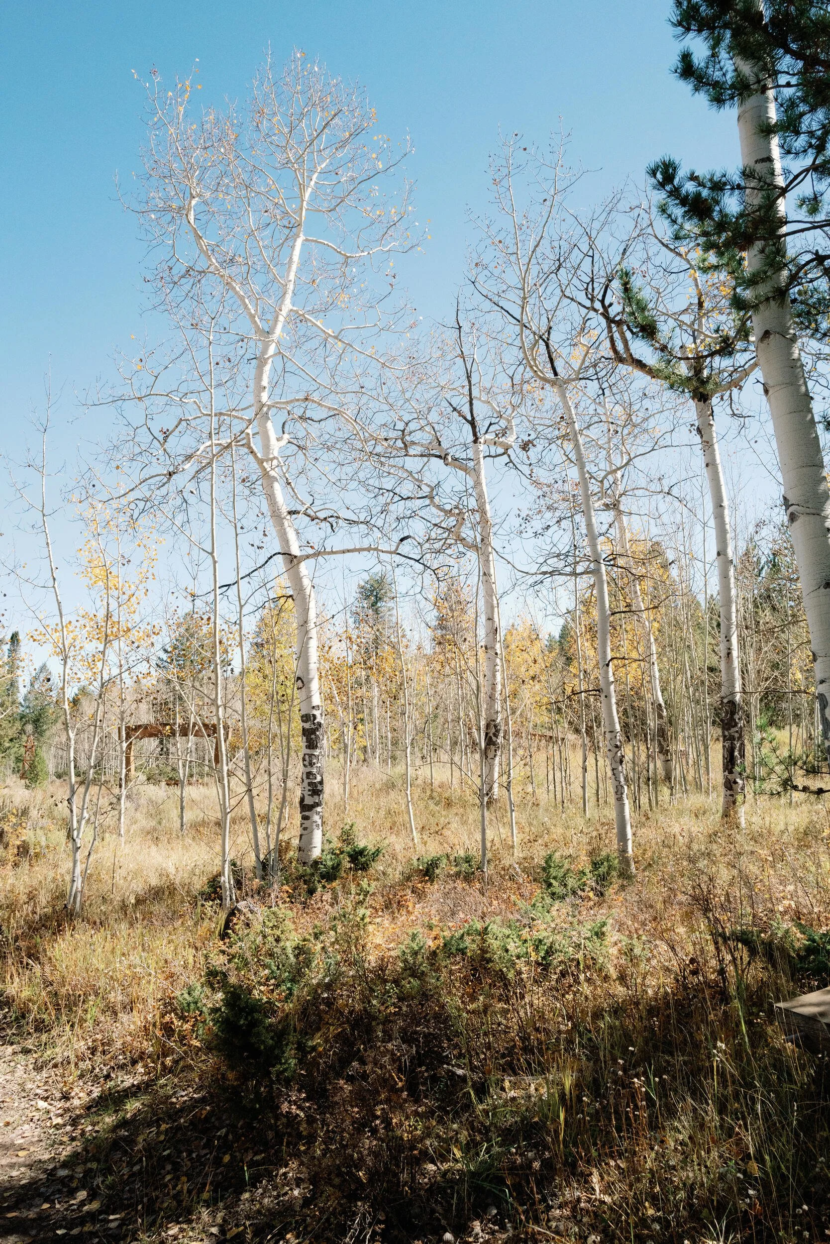 Tall aspen trees with yellow autumn leaves on a sunny hillside at Tundra Springs, Colorado mountain wedding venue