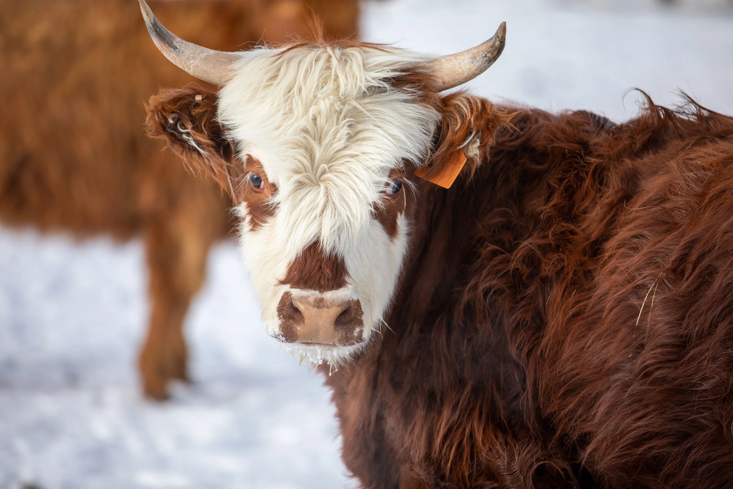 Close-up of a shaggy Highland cow with curved horns in snow near Hot Sulphur Springs, Colorado