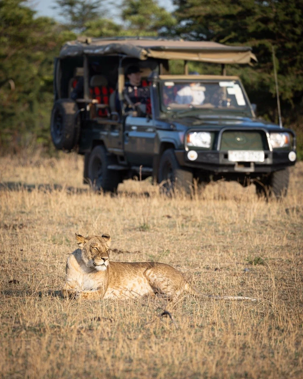 Cottar's 1920s Safaris game drive safari vehicle lion wildlife viewing luxury Kenya