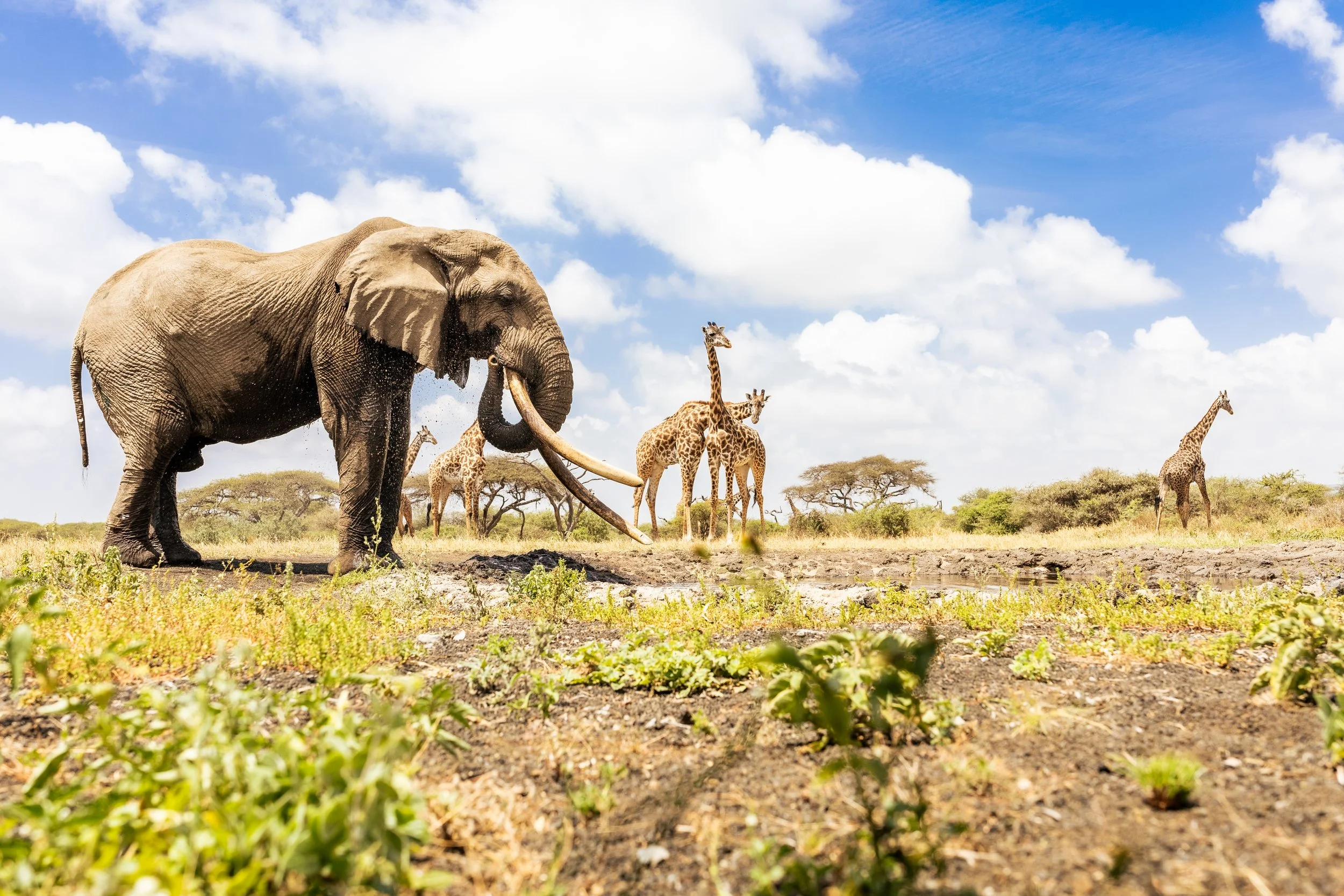 Ol Donyo Great Plains photography hide elephant giraffe water hole wildlife animals safari Kenya Africa