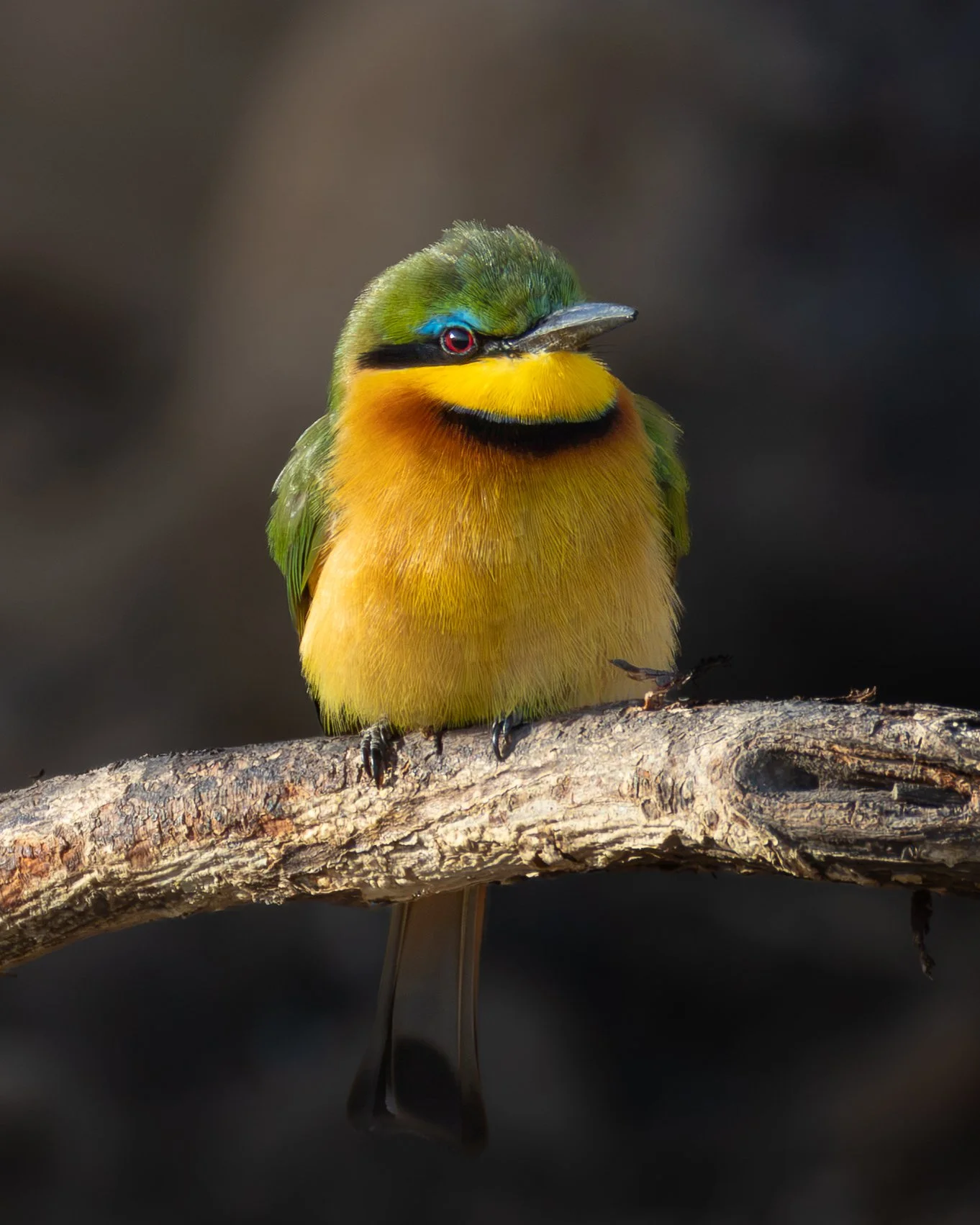 Kenya Africa safari birds bee-eater wildlife photography game drive luxury property bush wilderness