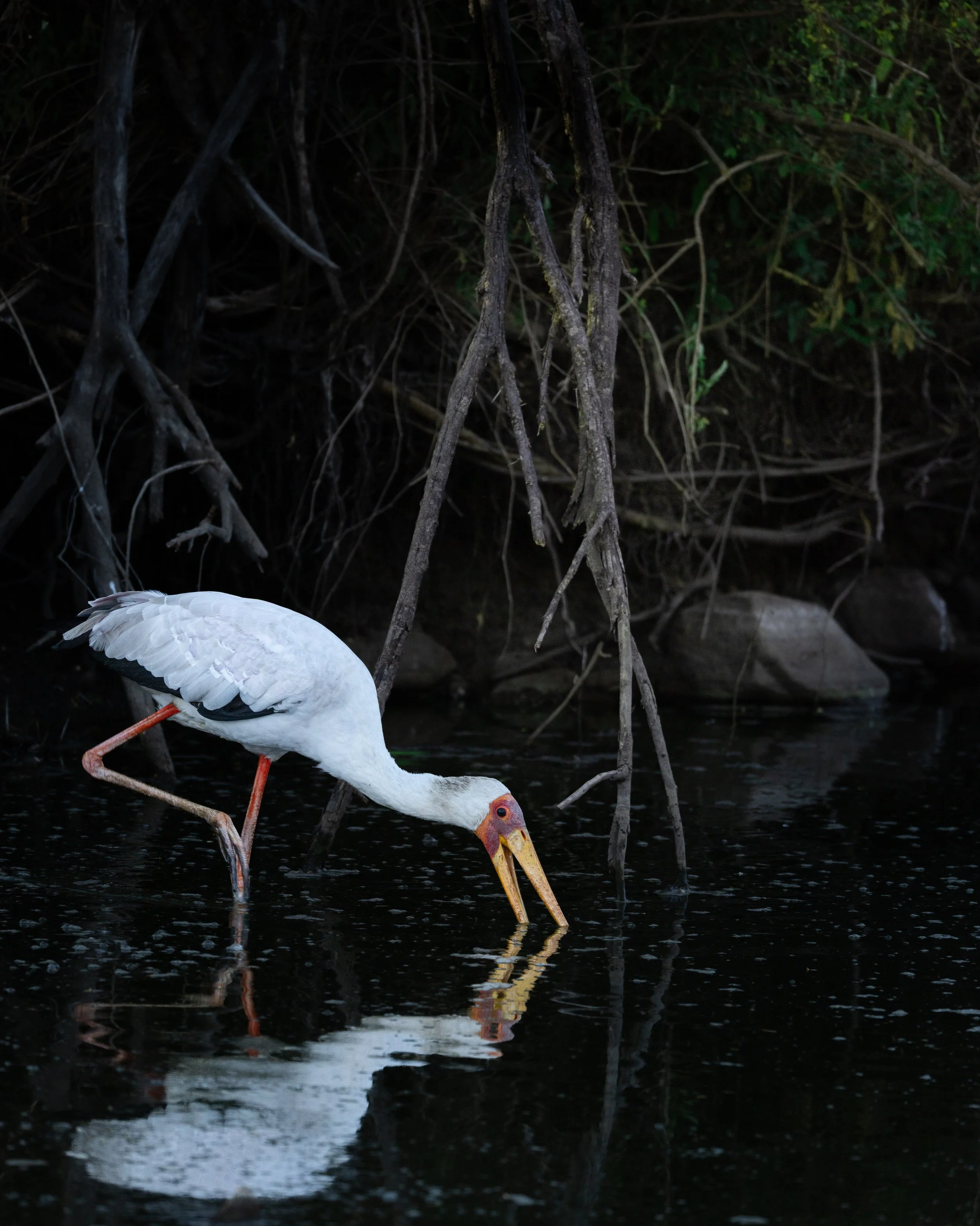 Maasai Mara safari game drive bird stork reflection artistic luxury