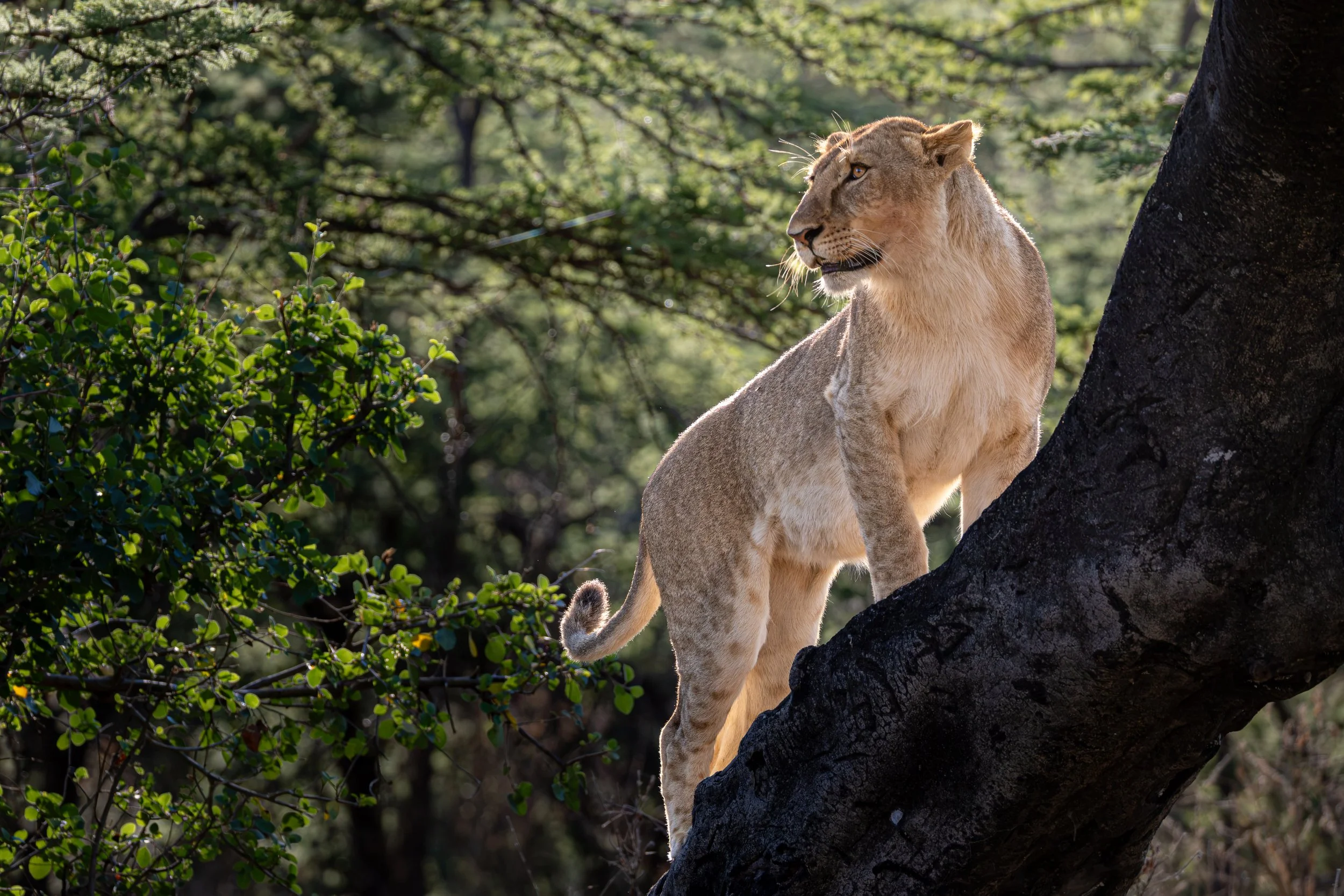 lion tree game drive Maasai Mara Cottar's camp luxury safari property lodge wildlife big cats photography