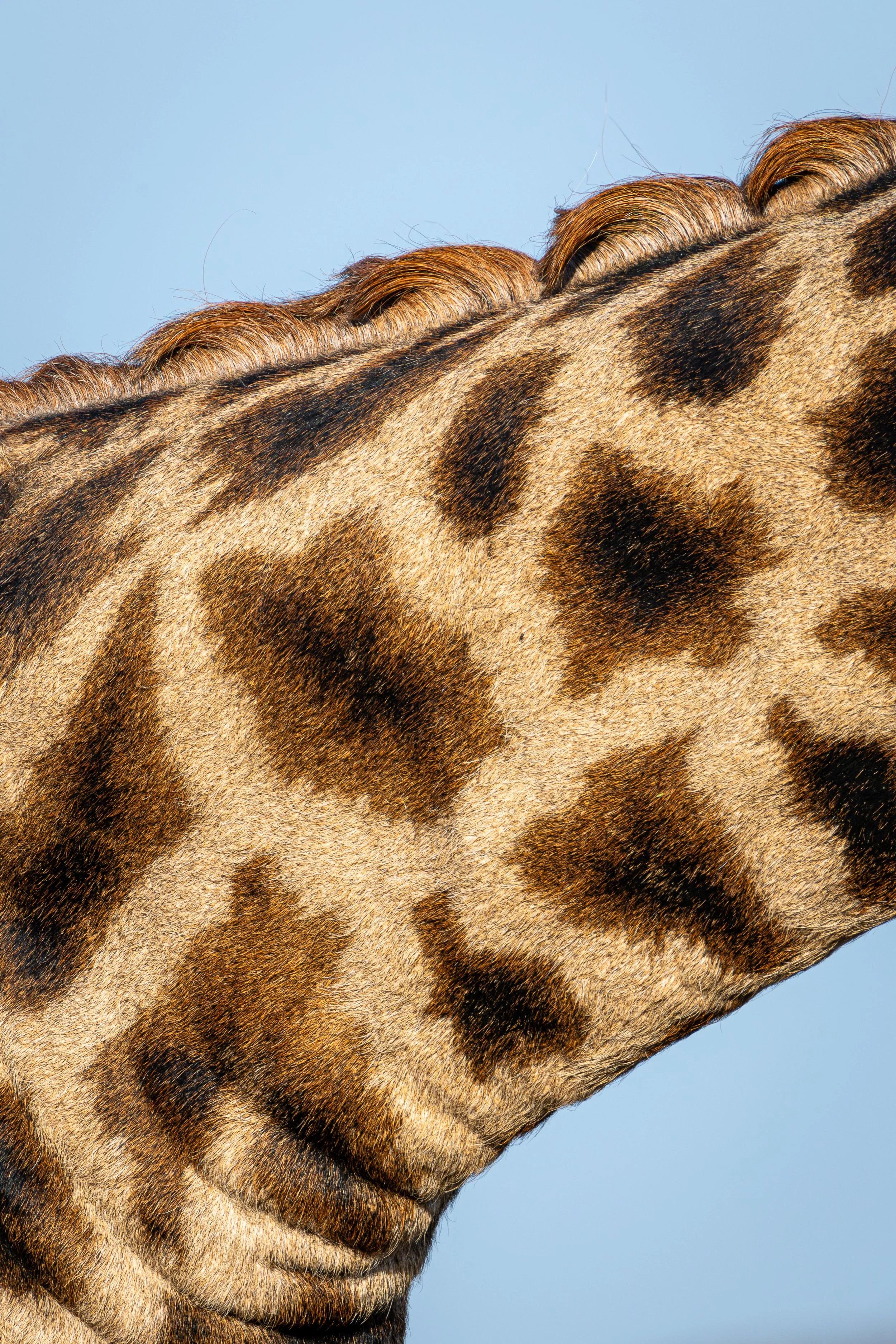 giraffe aesthetic safari luxury game drive Maasai Mara Kenya