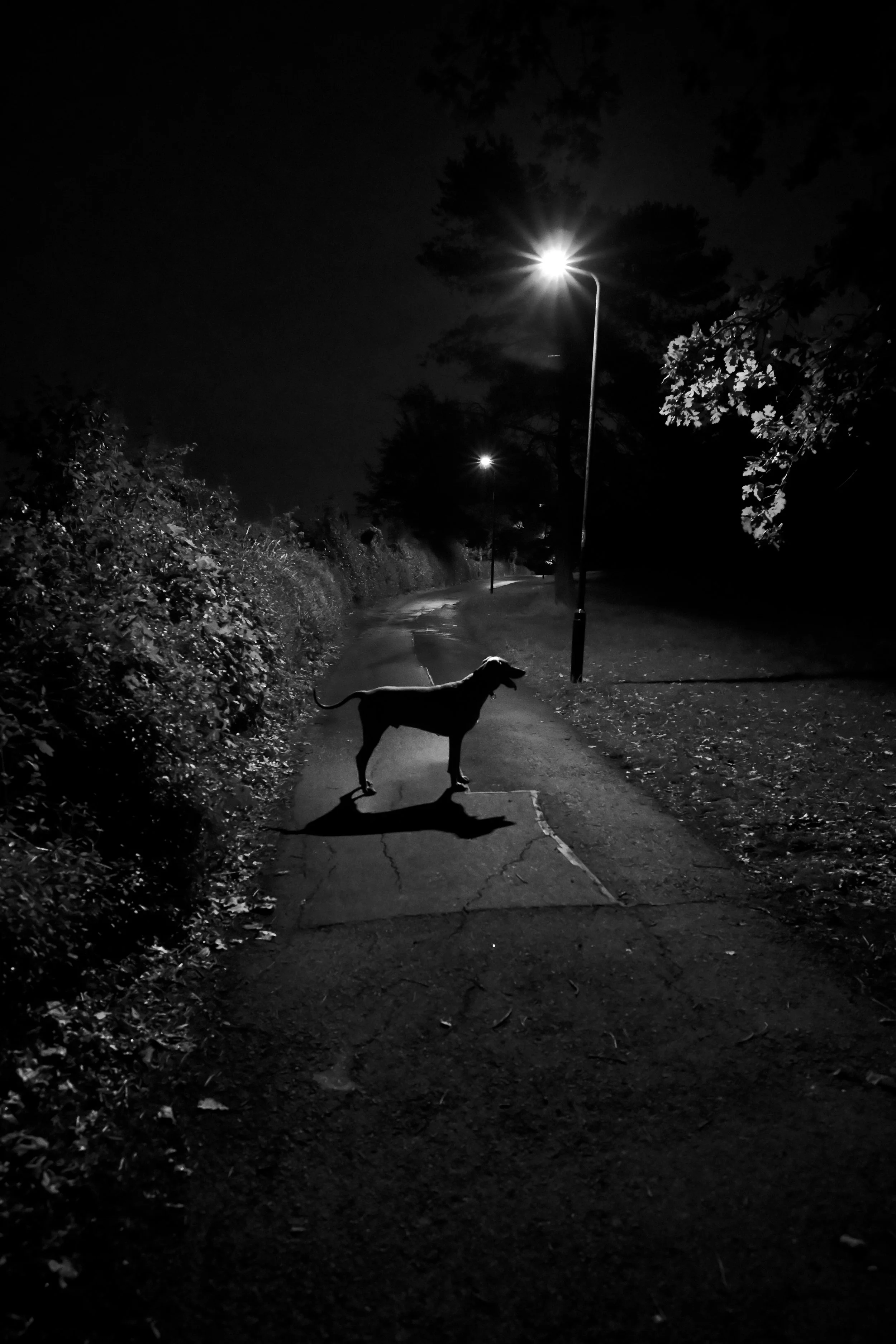 DSC_9695.JPG