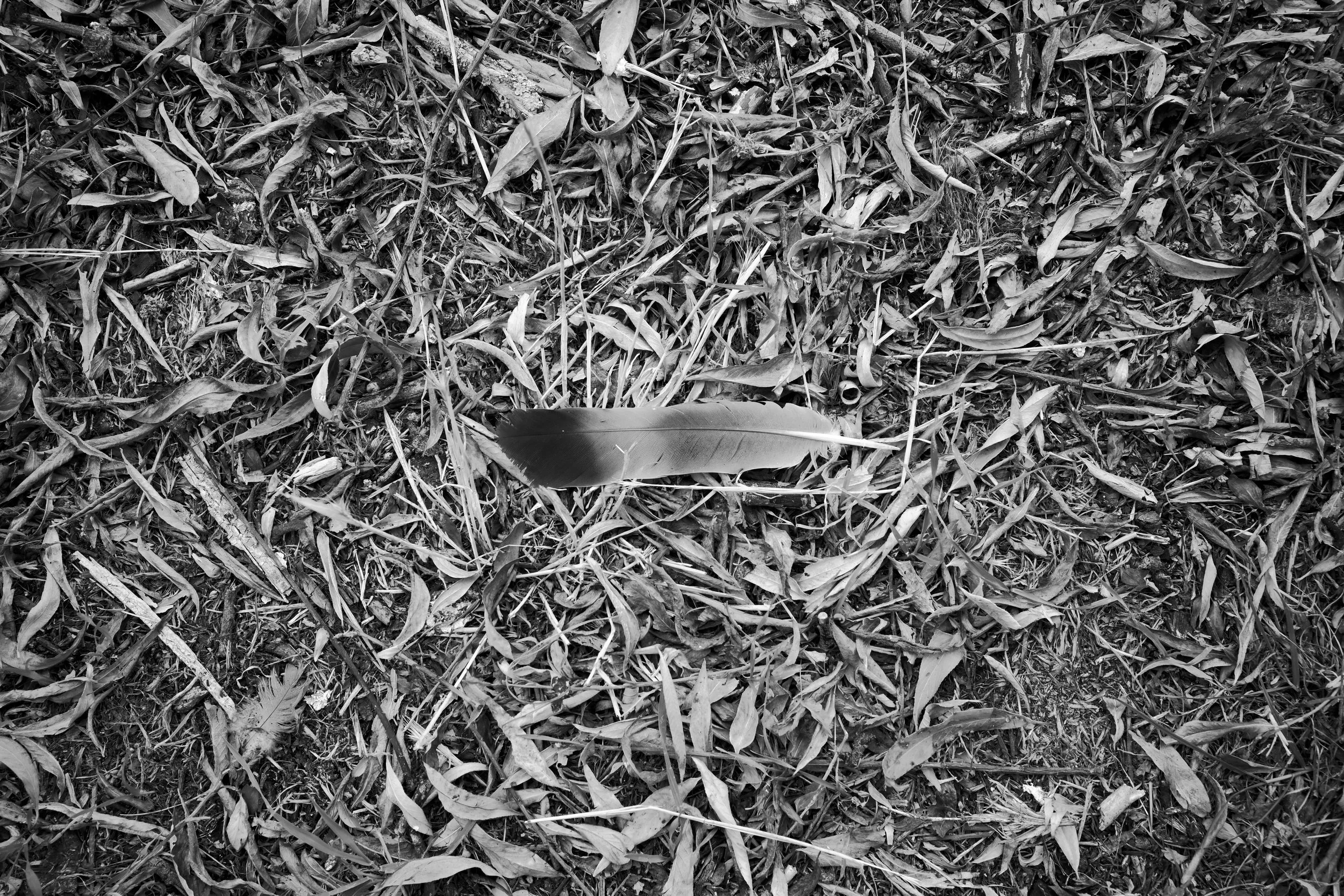 DSC_9630.JPG