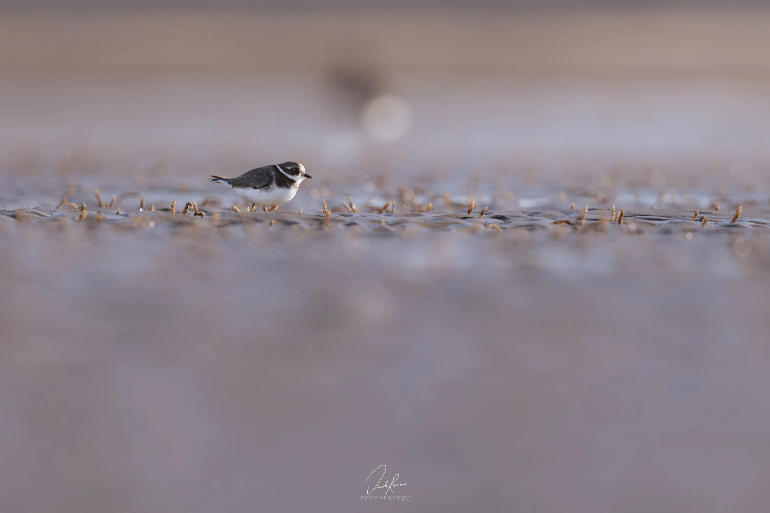 Black-and-white shorebird ( common ringed plover) standing in shallow water along a dreamy Kentish beach