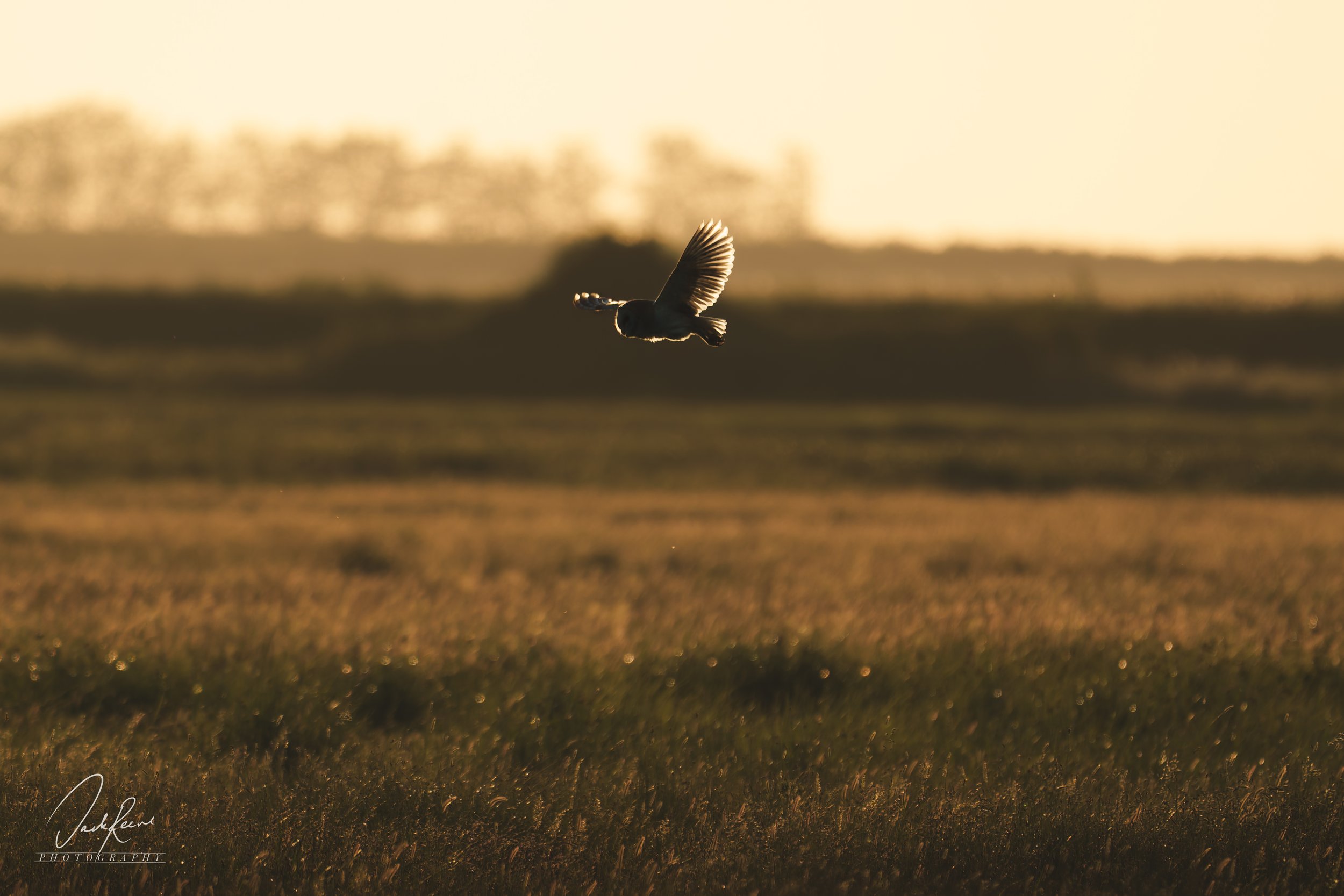 A barn owl flying over a sunlit grassy field at golden hour