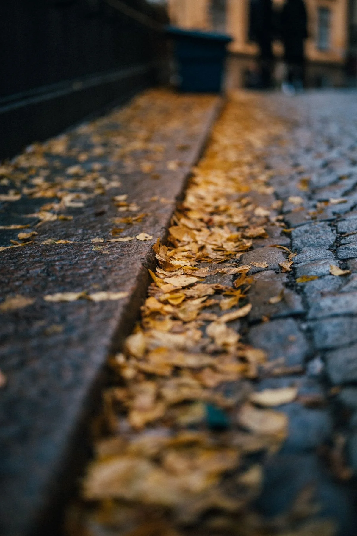 25-fallen-leaves.jpg