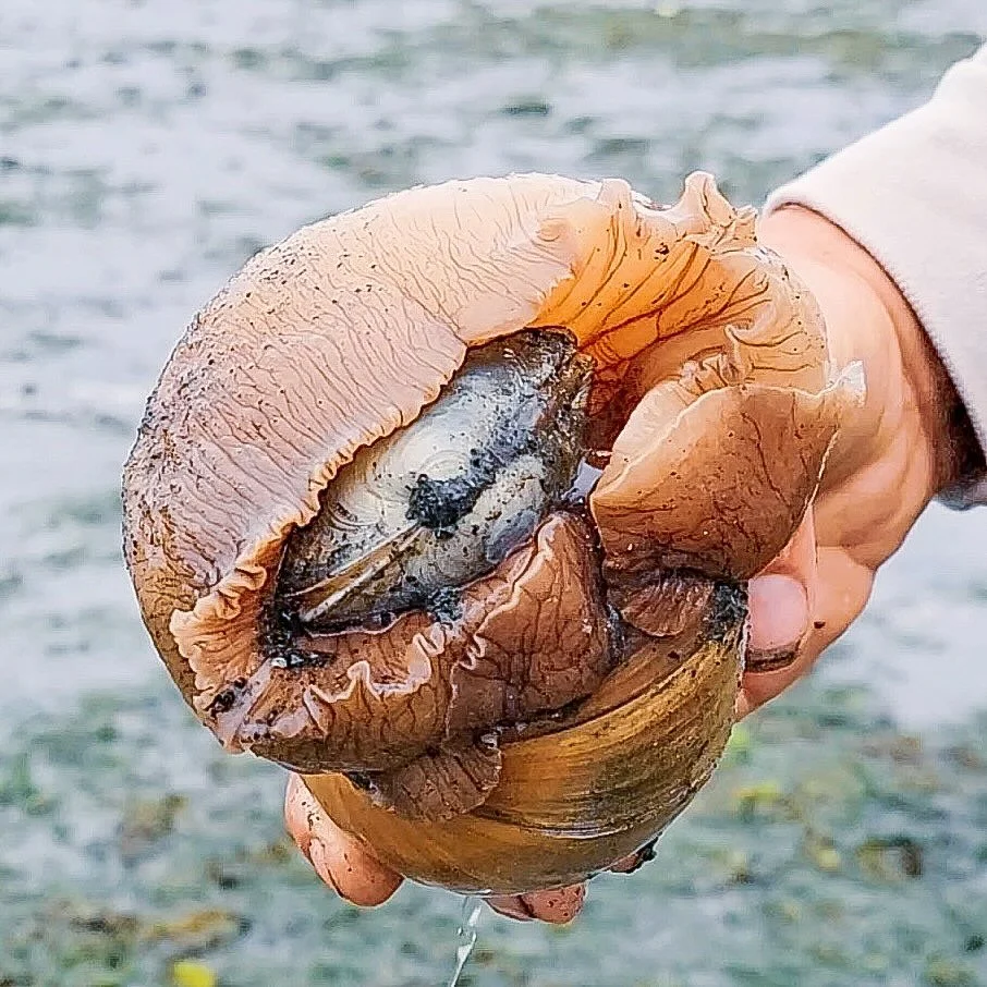 Person holding a large sea snail with its soft body exposed over shallow seawater