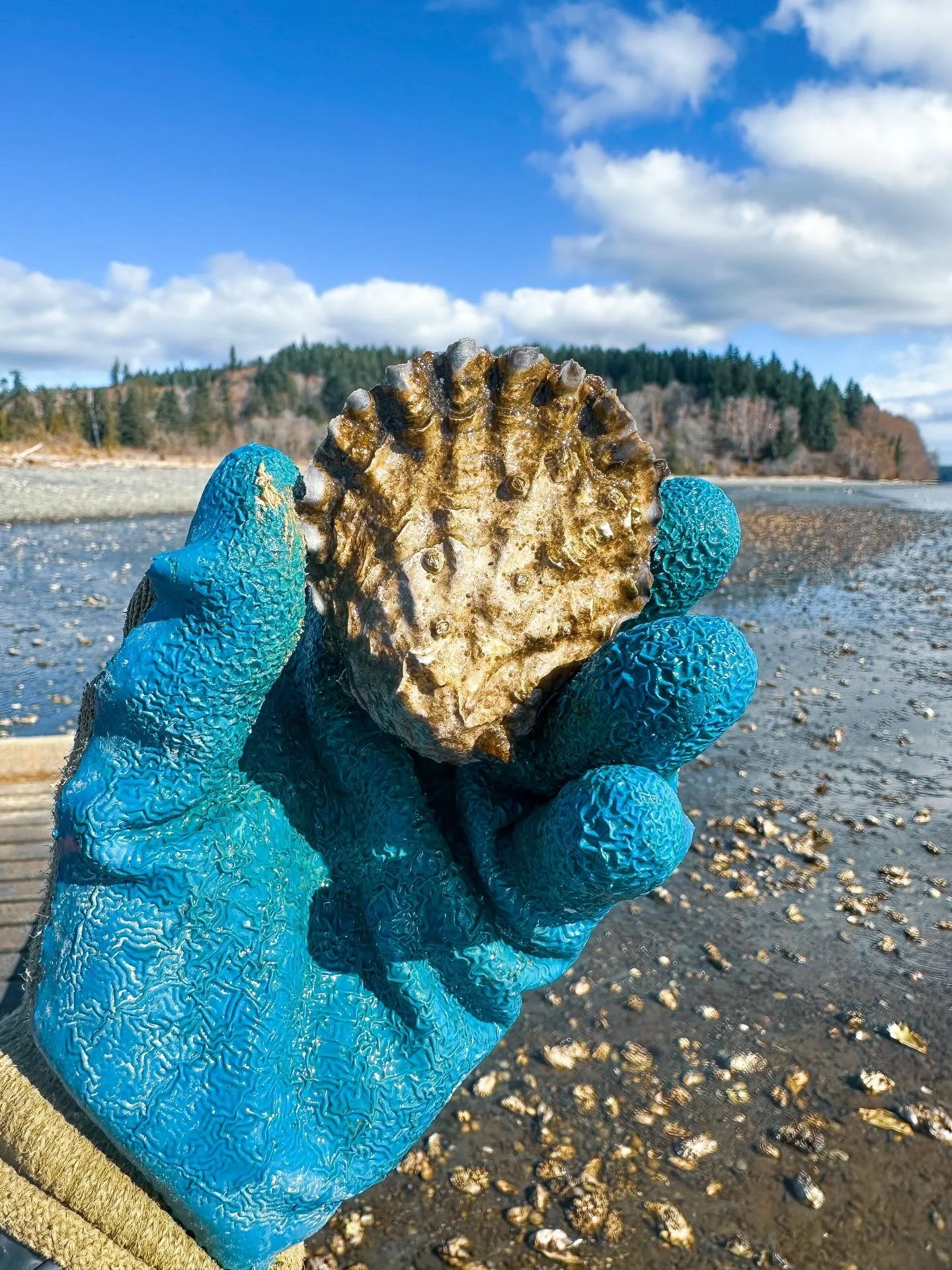 Blue-gloved hand holding a fossilized ammonite on a rocky beach with a forested shoreline and cloudy blue sky