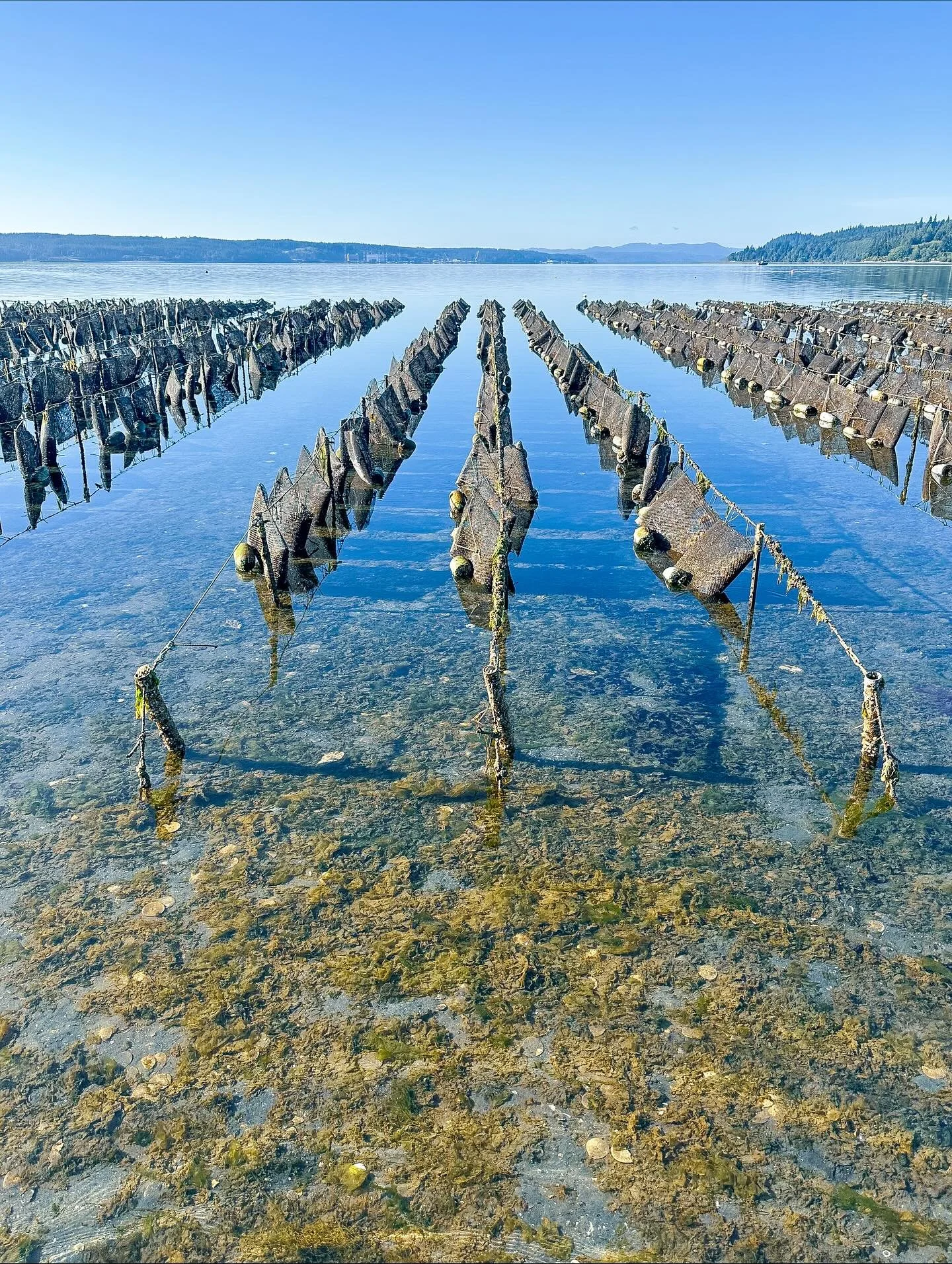 Rows of oyster farming bags floating in shallow coastal water, with forested shoreline and mountains in the background