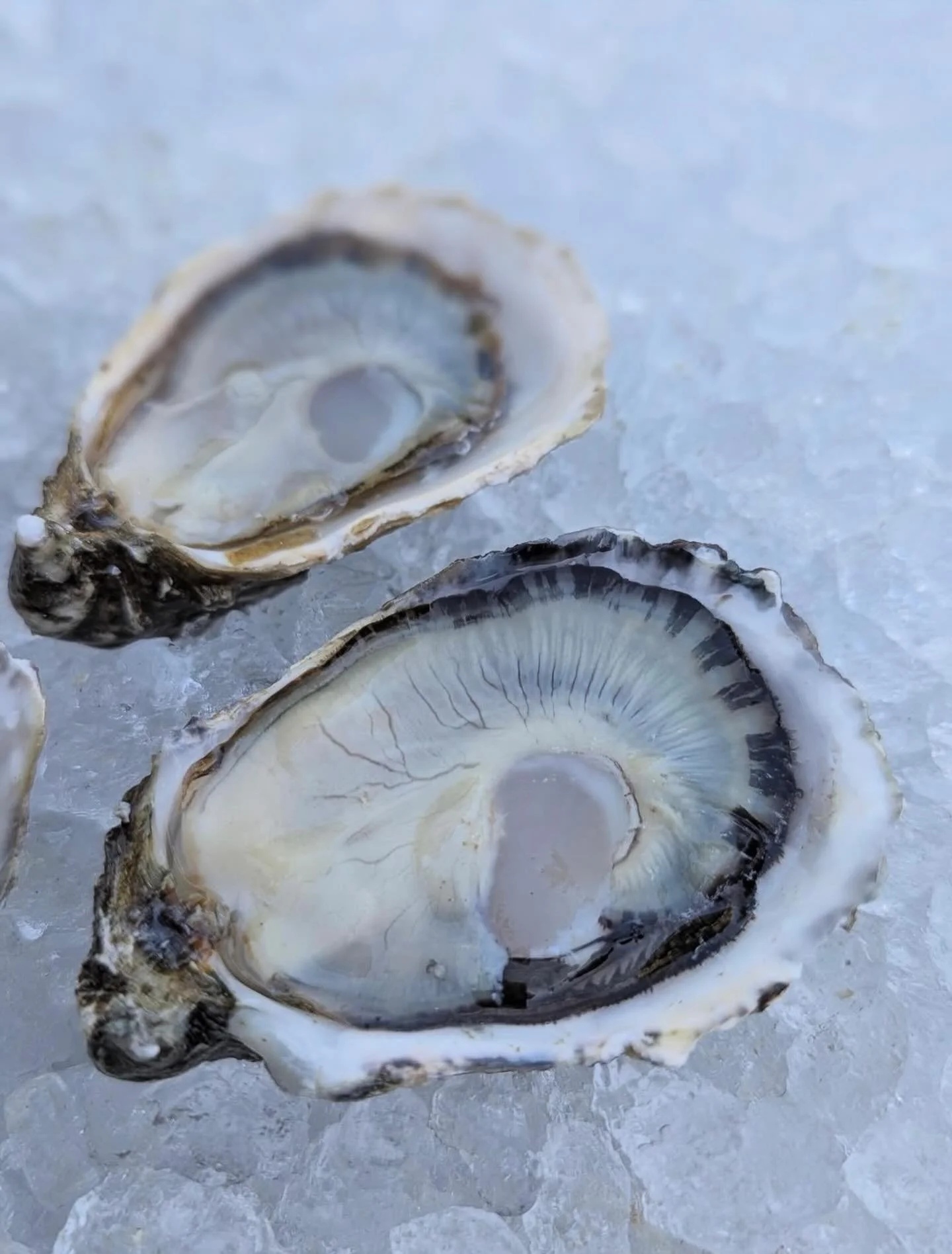 Two freshly shucked oysters in open shells on a bed of crushed ice