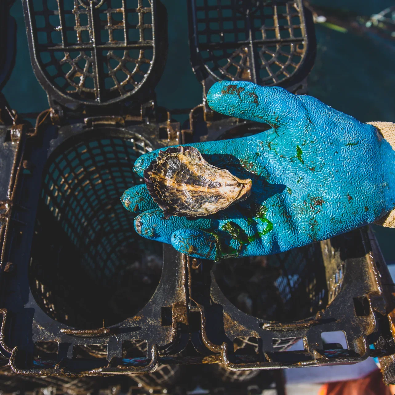 Worker wearing blue gloves holds a rough oyster shell over an oyster farming cage.
