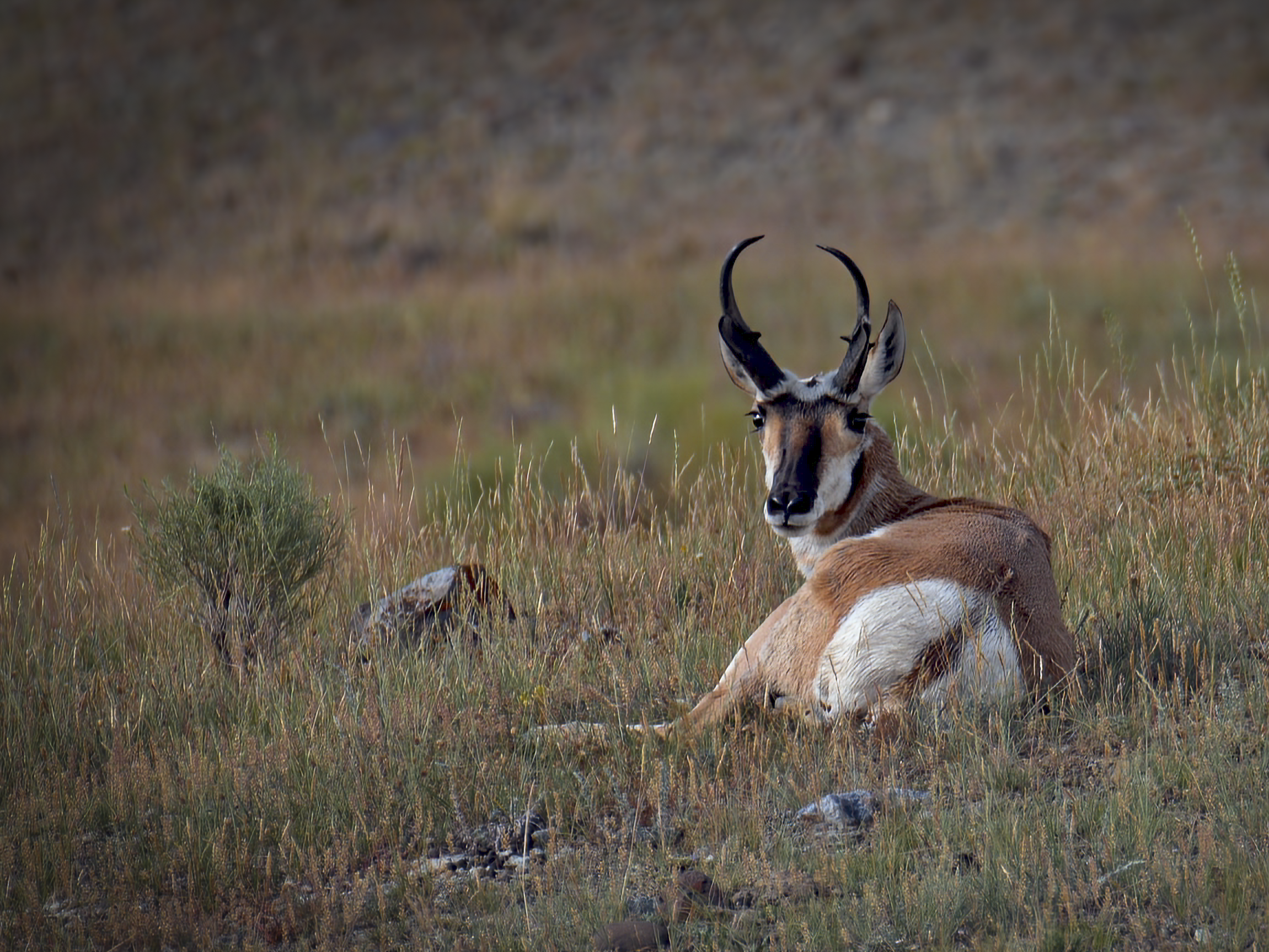 ANTELOPE CHILL.png
