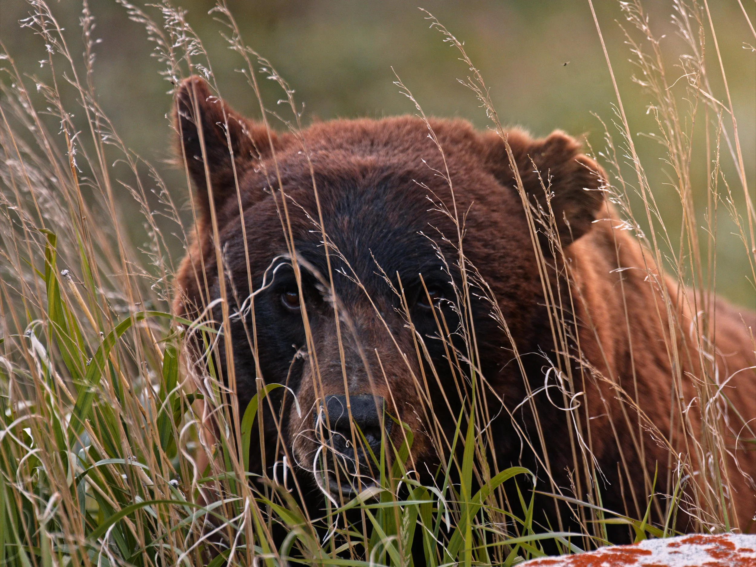 A brown bear peering through tall dry grass in a meadow