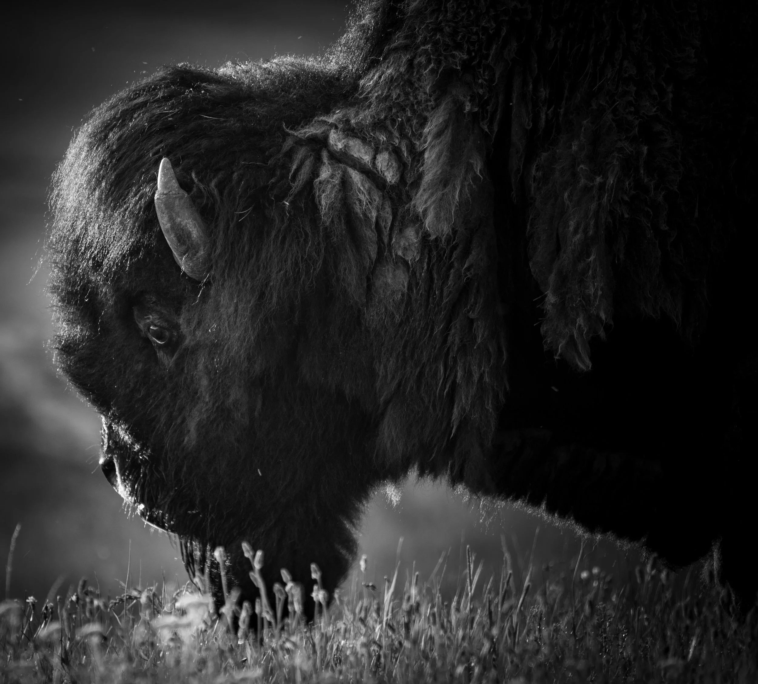 buffalo 2.jpg