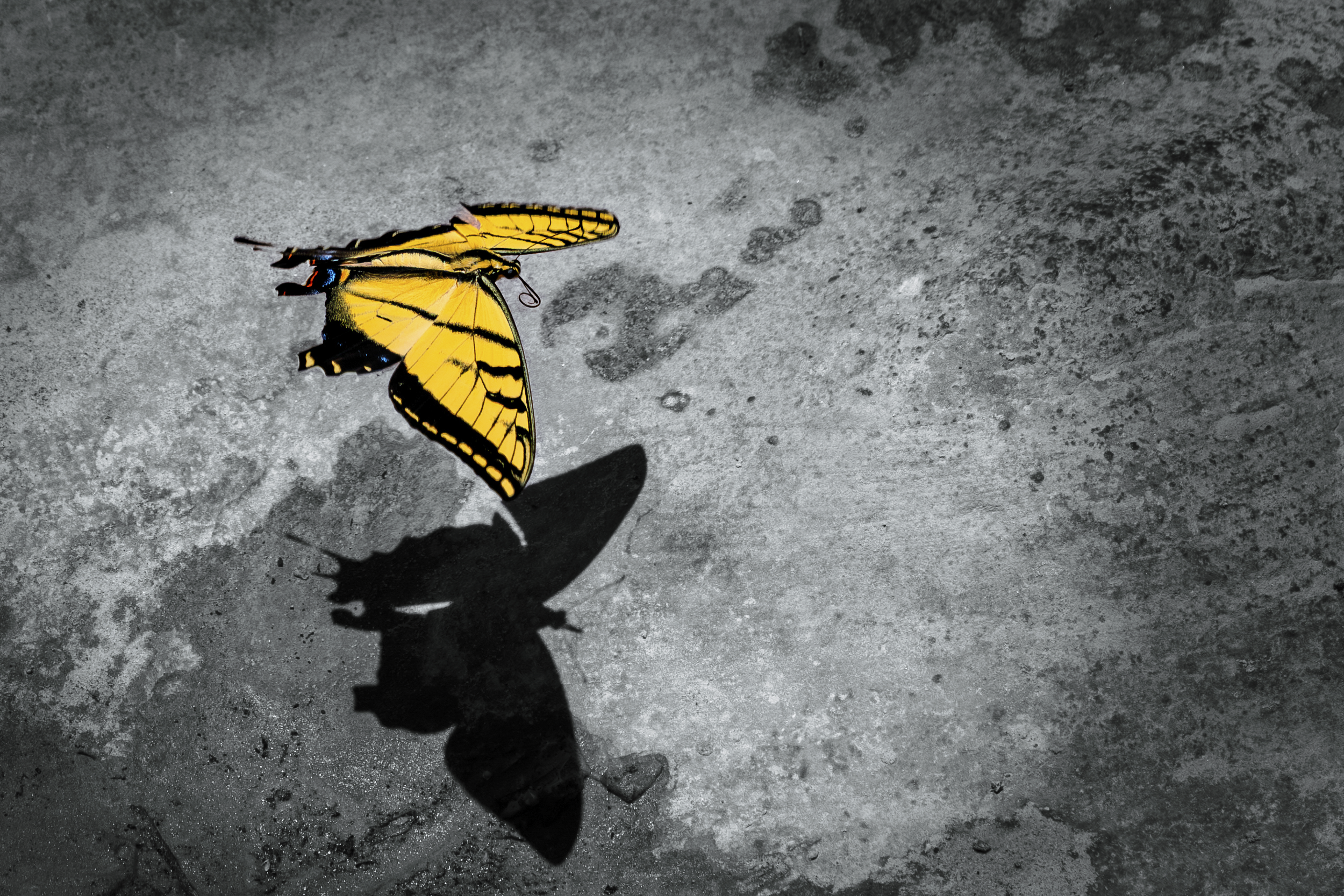 BUTTERFLY.png