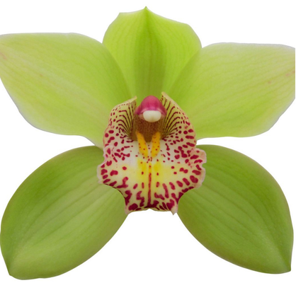 Photo Resize (2).png