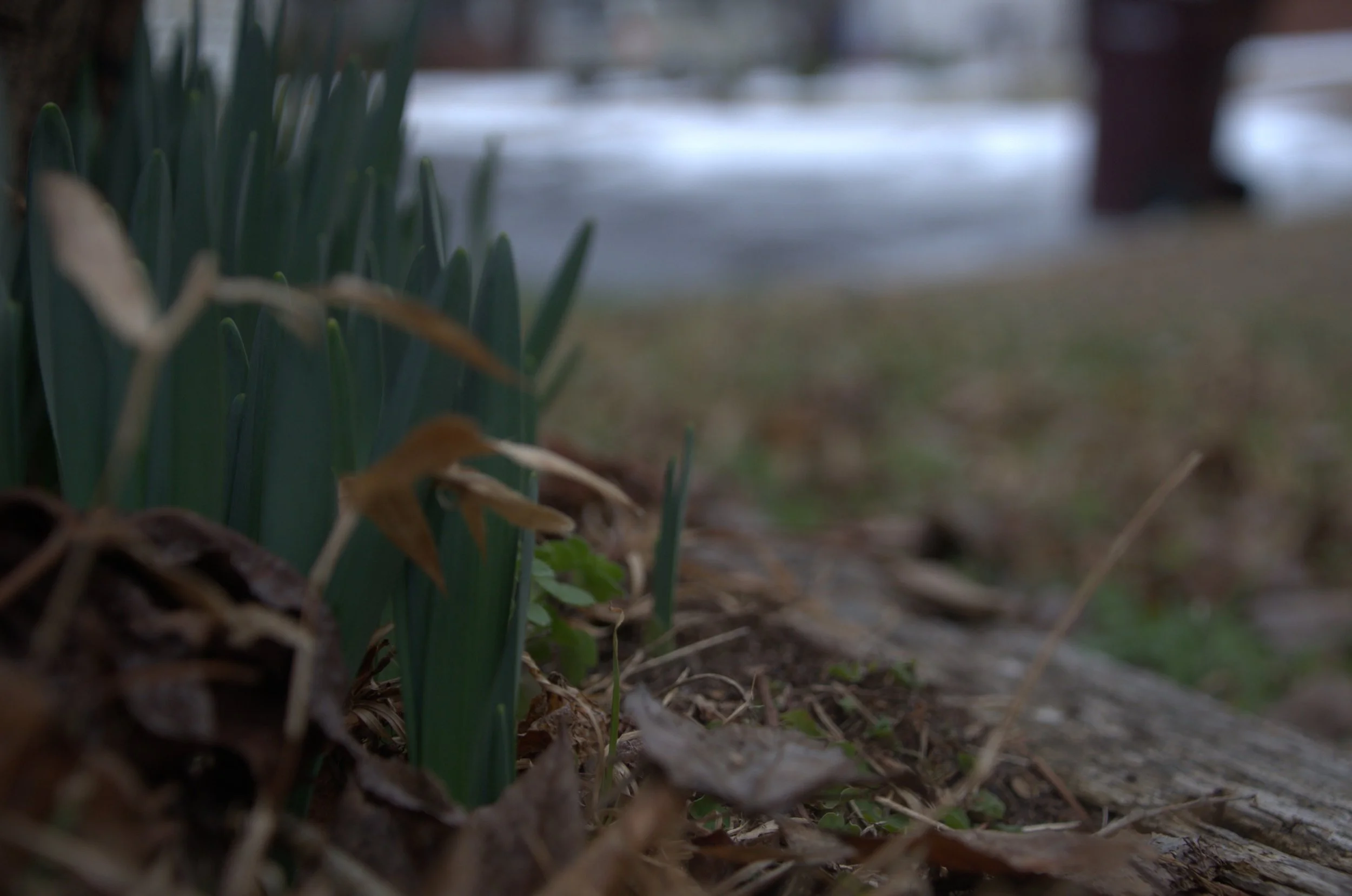 Grass.jpeg
