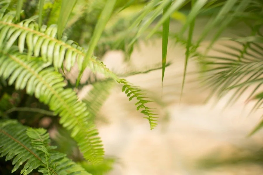 Green fern leaves against a pale background.
