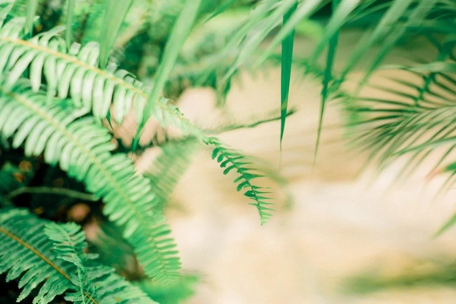 Fern leaves with a cooler green appearance in another edit of the same scene.