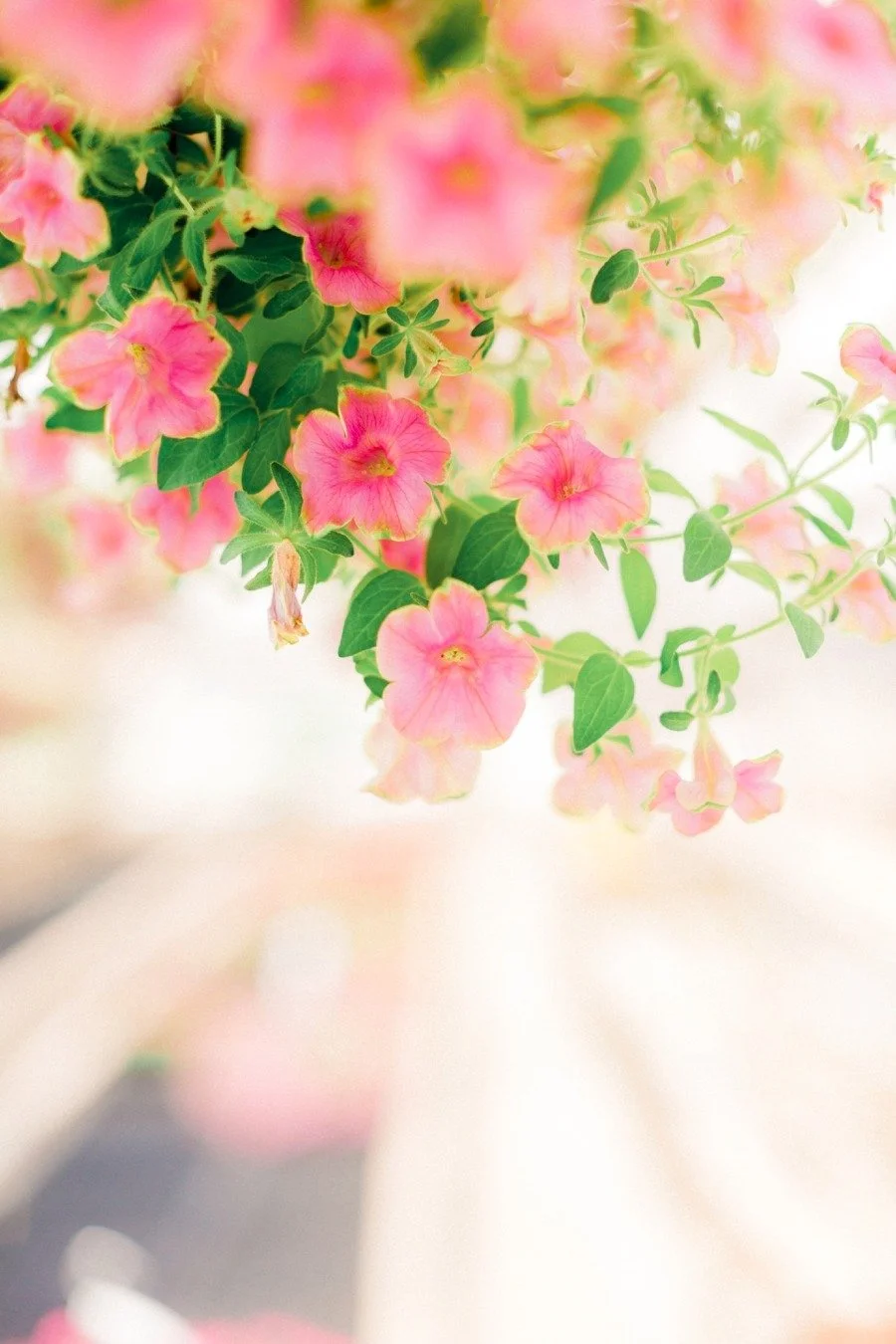 How to edit greens in Lightroom without washing out your photo