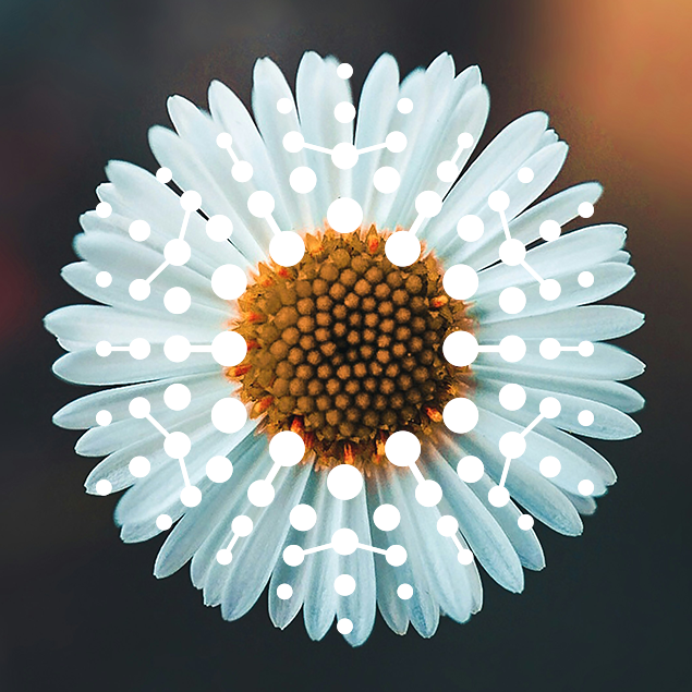 PicaraImageTreatments_FlowerLogo.png