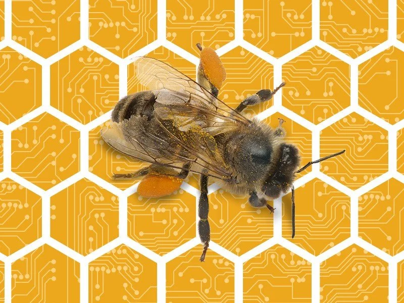 Bees_800x600_V3.jpg