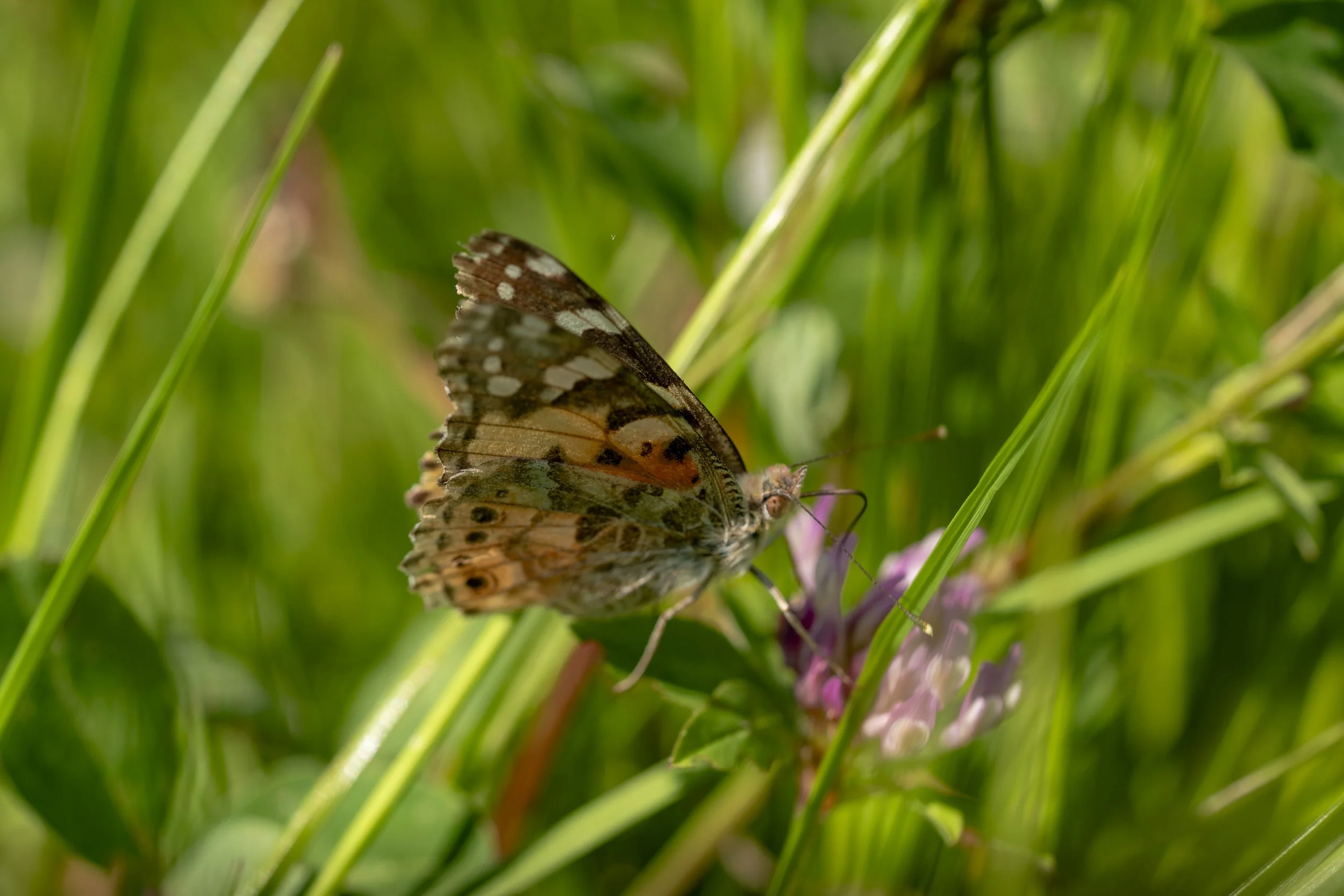 Makrofotografie_00002.jpg