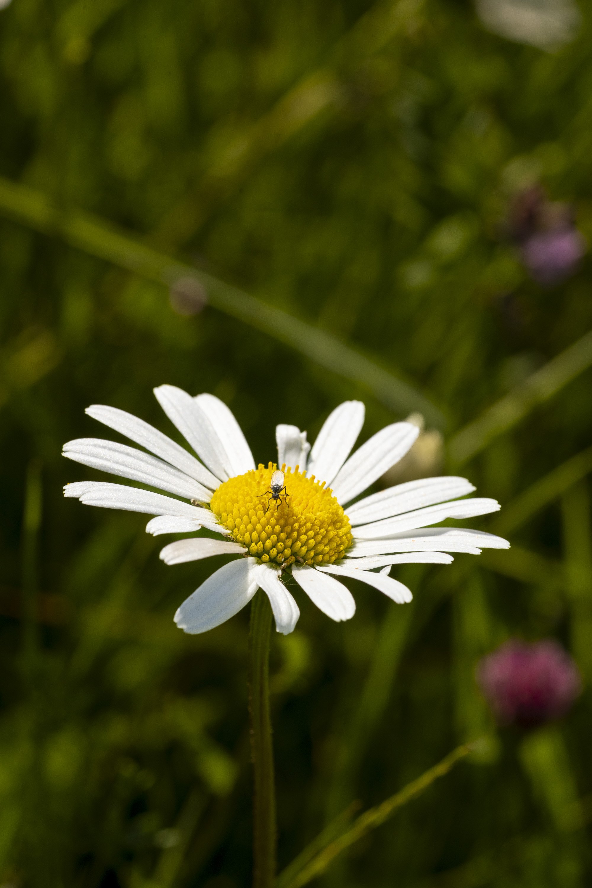 Makrofotografie_00003.jpg