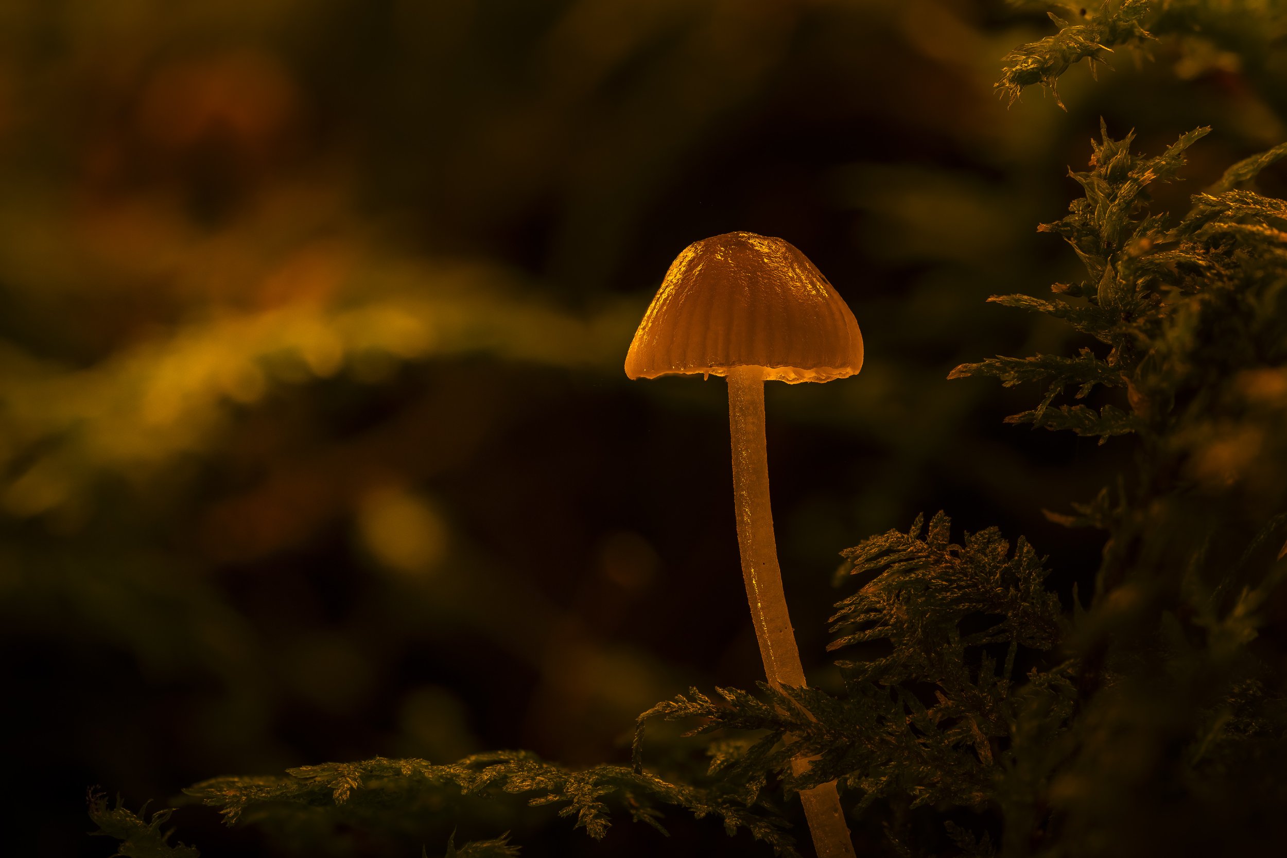Makrofotografie_00009.jpg