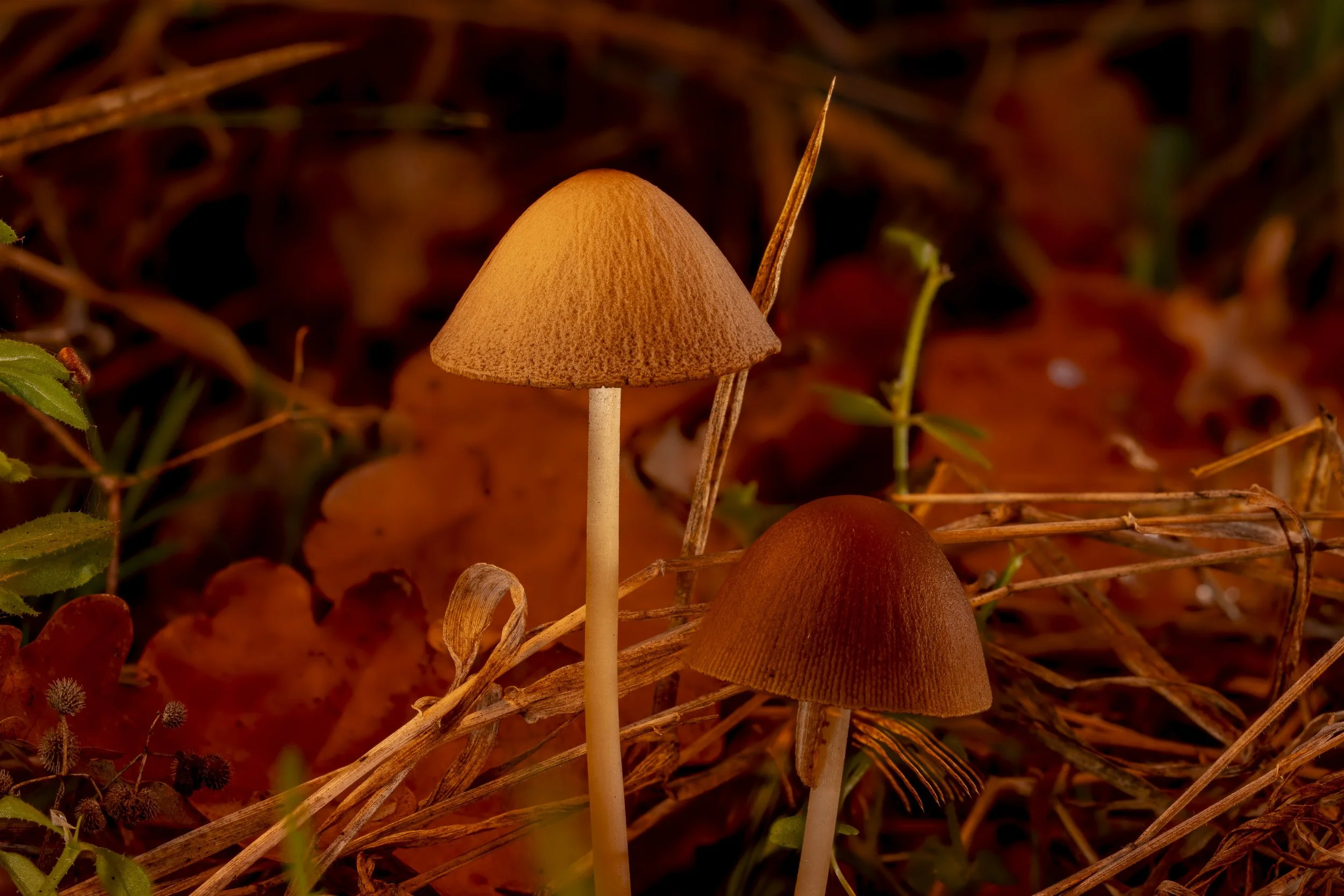 Makrofotografie_00008.jpg